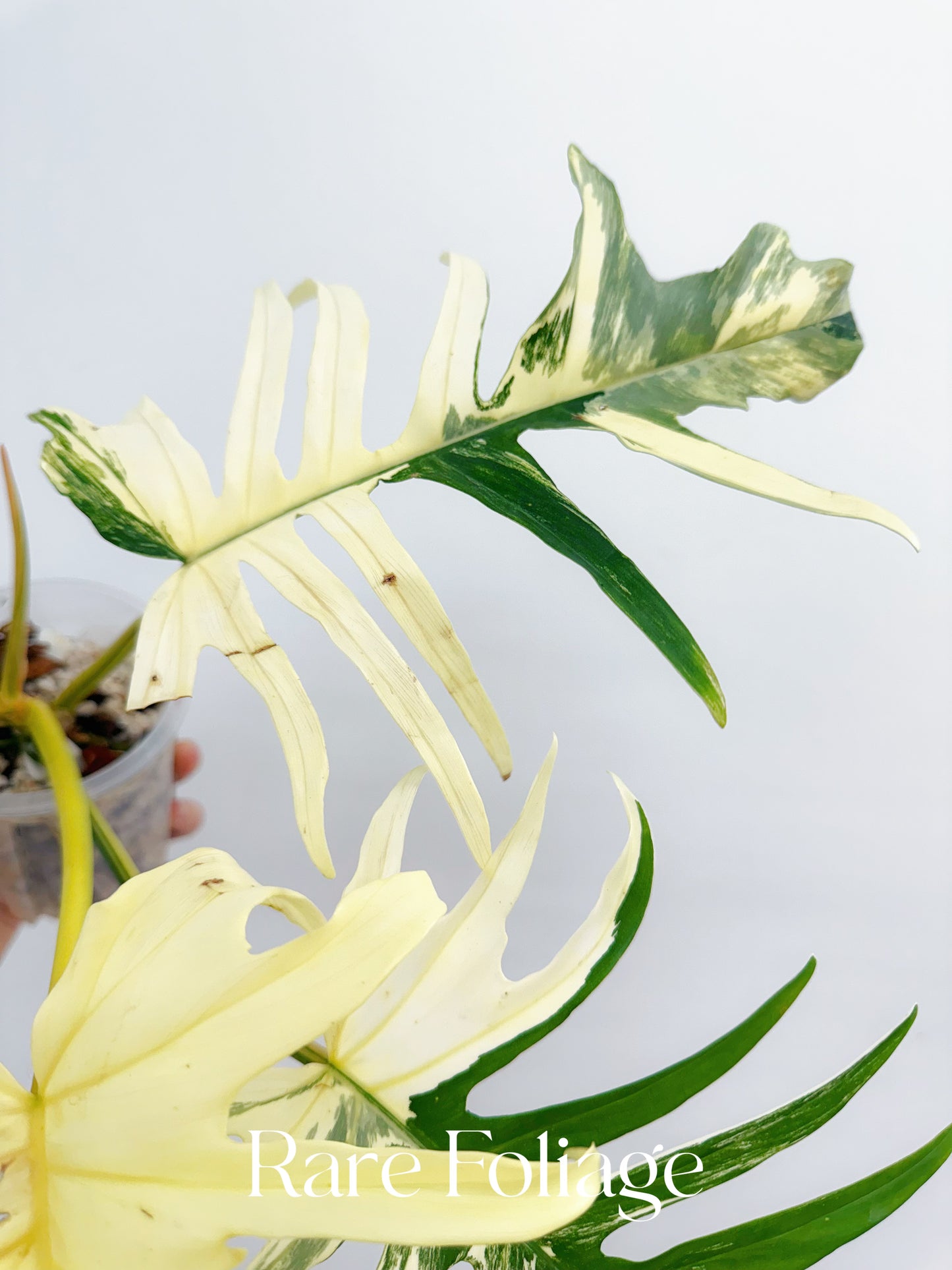 Philodendron Florida Beauty x Tortum XL 4” Exact Plant