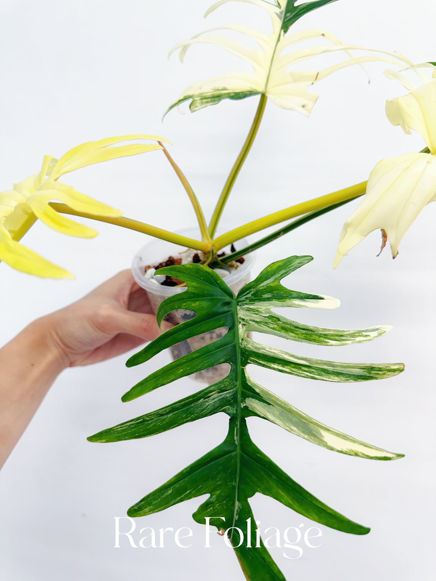 Philodendron Florida Beauty x Tortum XL 4” Exact Plant