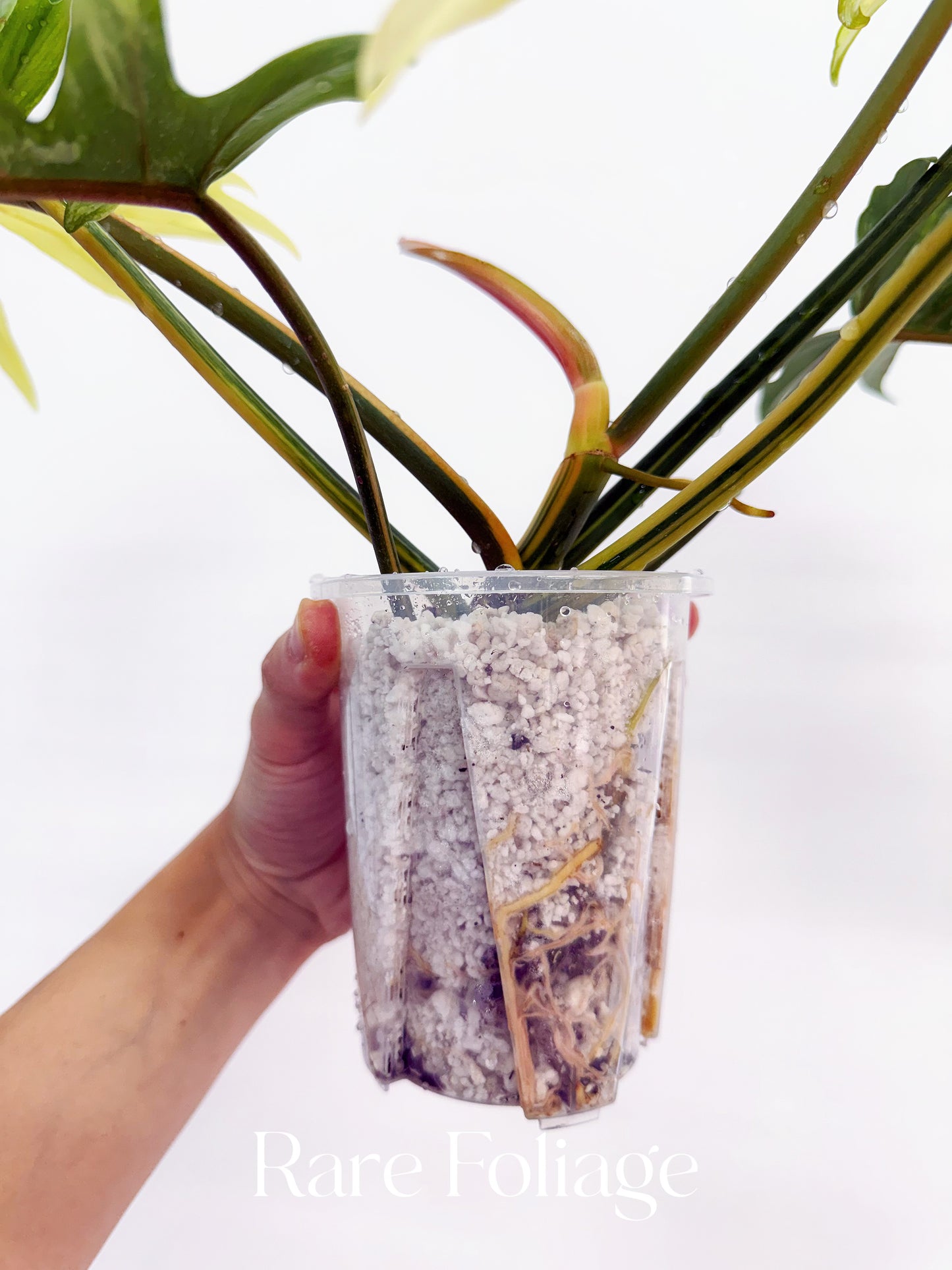 Philodendron Florida Beauty x Tortum XL 4” Exact Plant