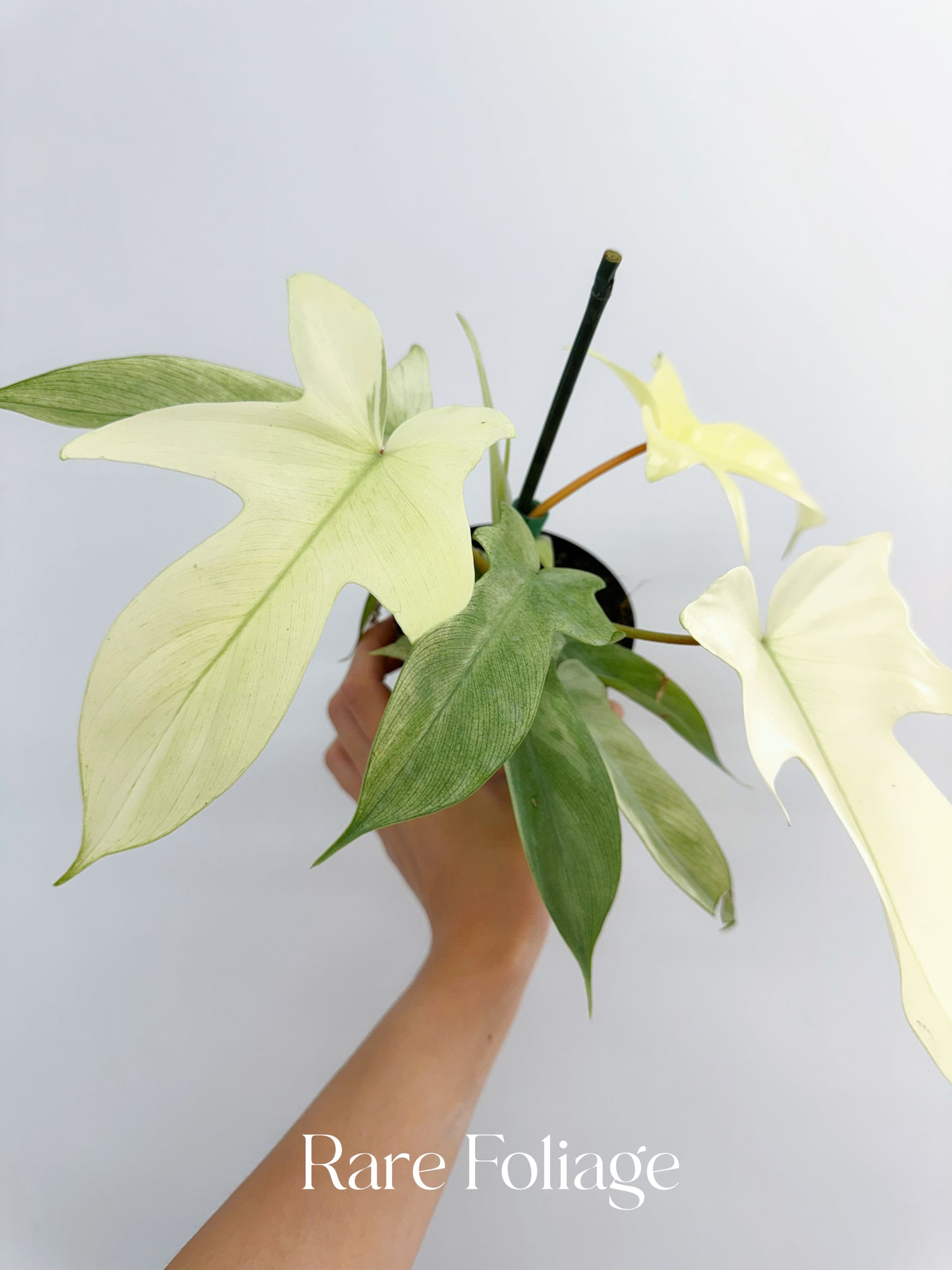 Philodendron Florida Ghost Mint 4”