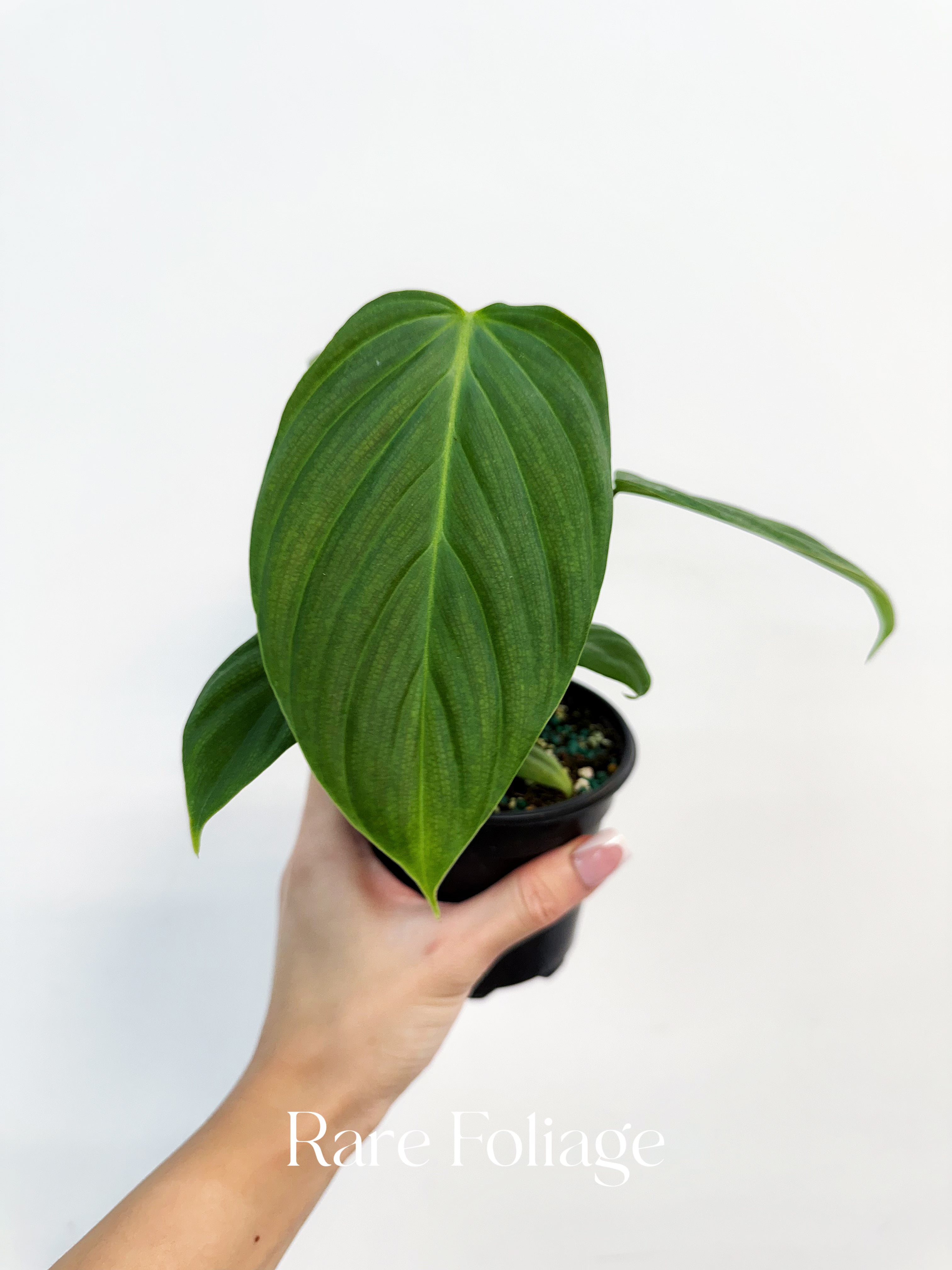 philodendron fuzzy petiole rare Philodendron Fuzzy Petiole 4" – Rare Foliage Plant Co