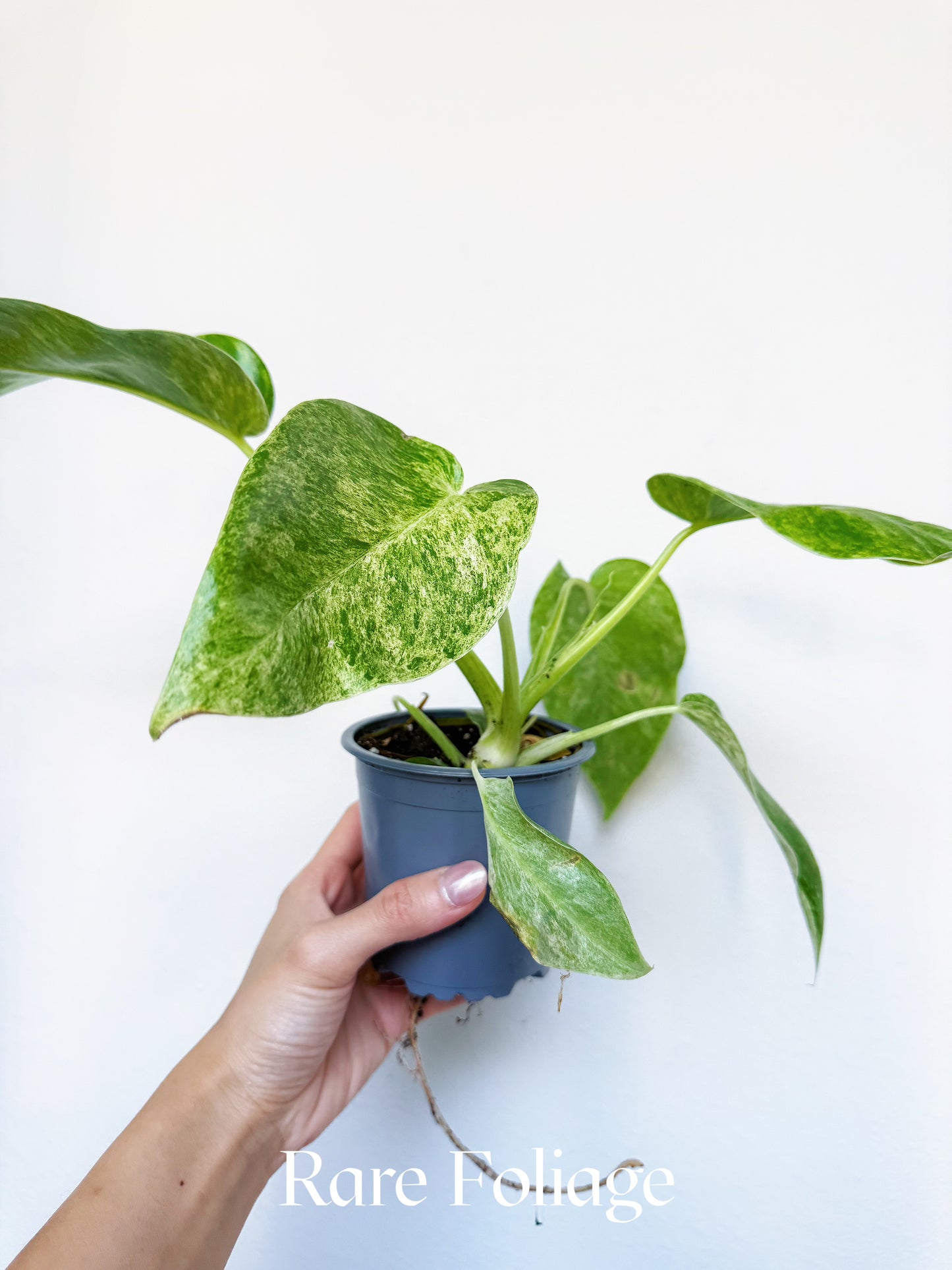 Philodendron Giganteum Blizzard 4"