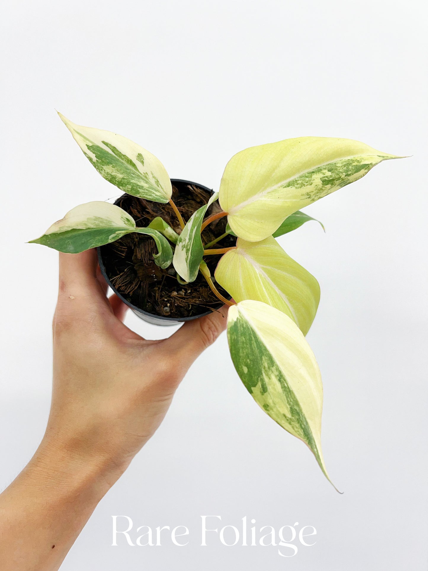 Philodendron Gloriosum Variegated 3"