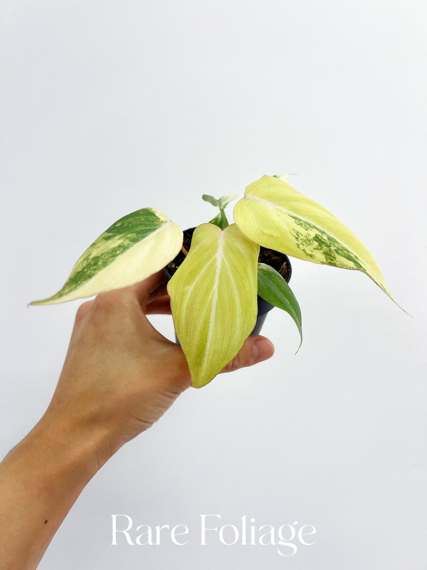 Philodendron Gloriosum Variegated 3"