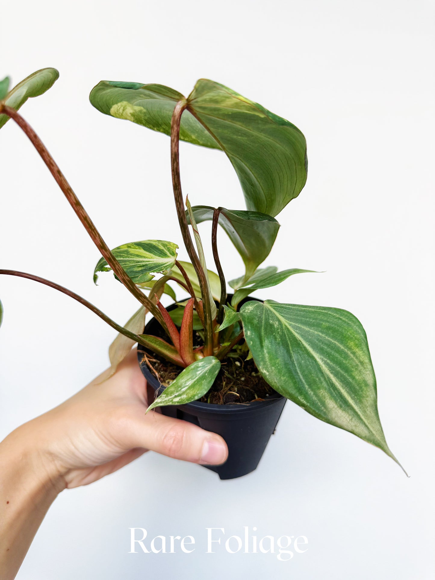 Philodendron Gloriosum Variegated Low Variegation 4"