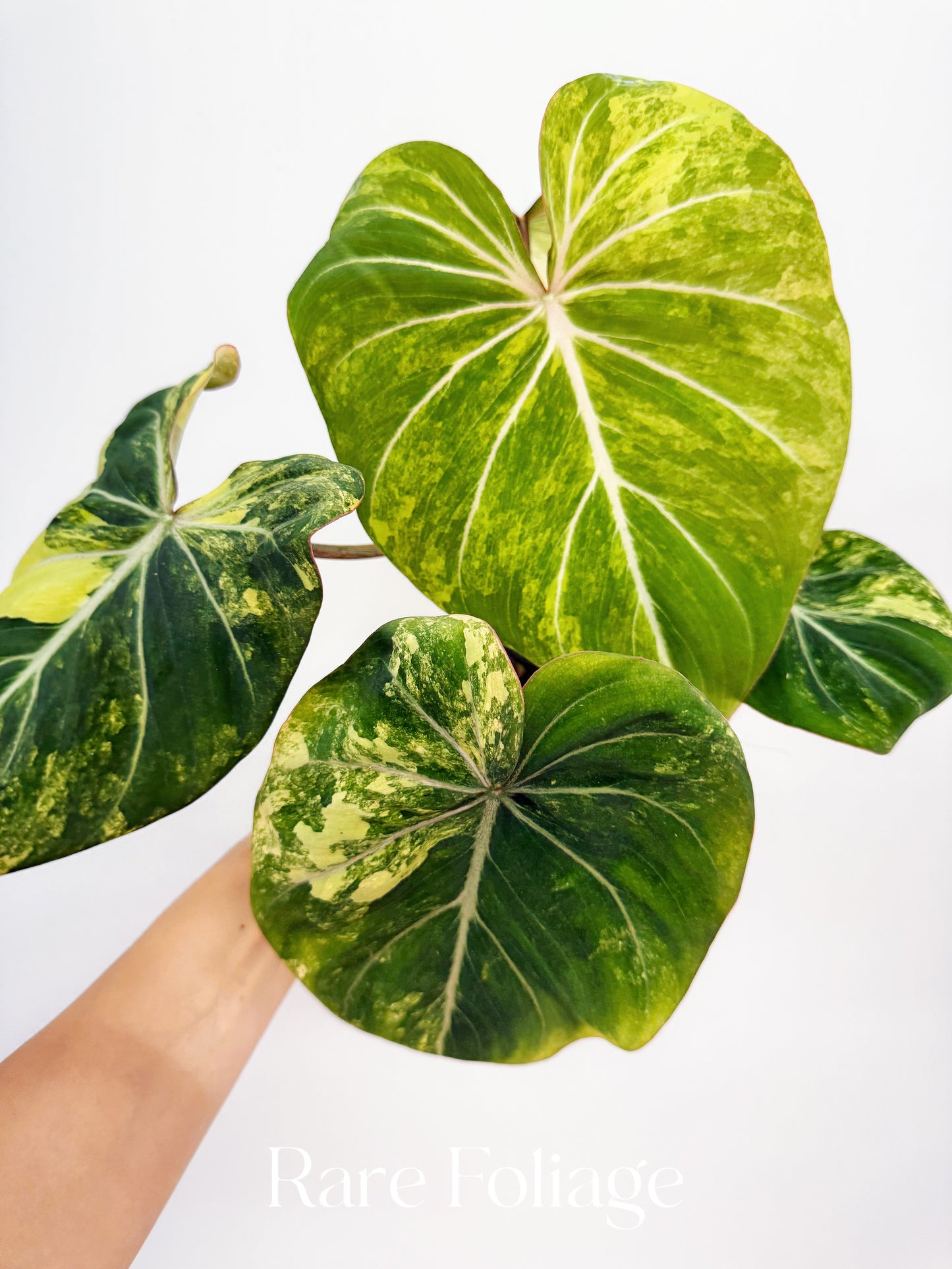 Philodendron Gloriosum Variegated 4" Exact Plant