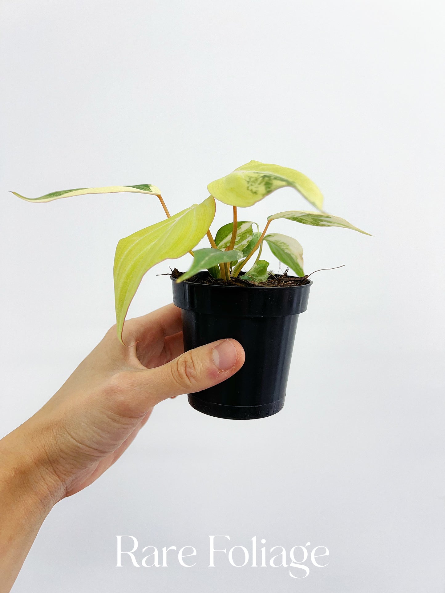 Philodendron Gloriosum Variegated 3"