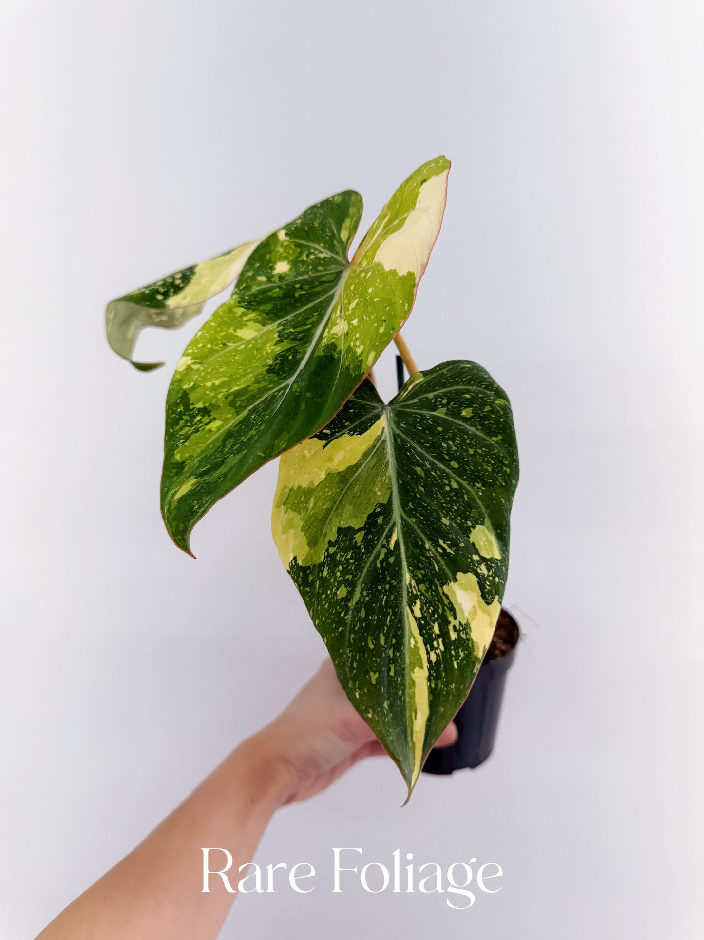 Philodendron Gloriosum Variegated 4" Exact Plant