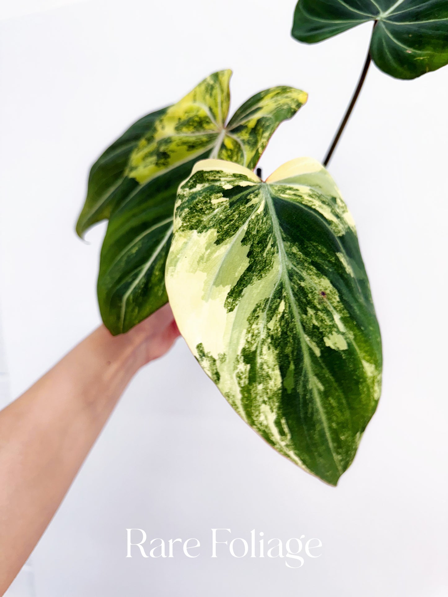 Philodendron Gloriosum Variegated 4"