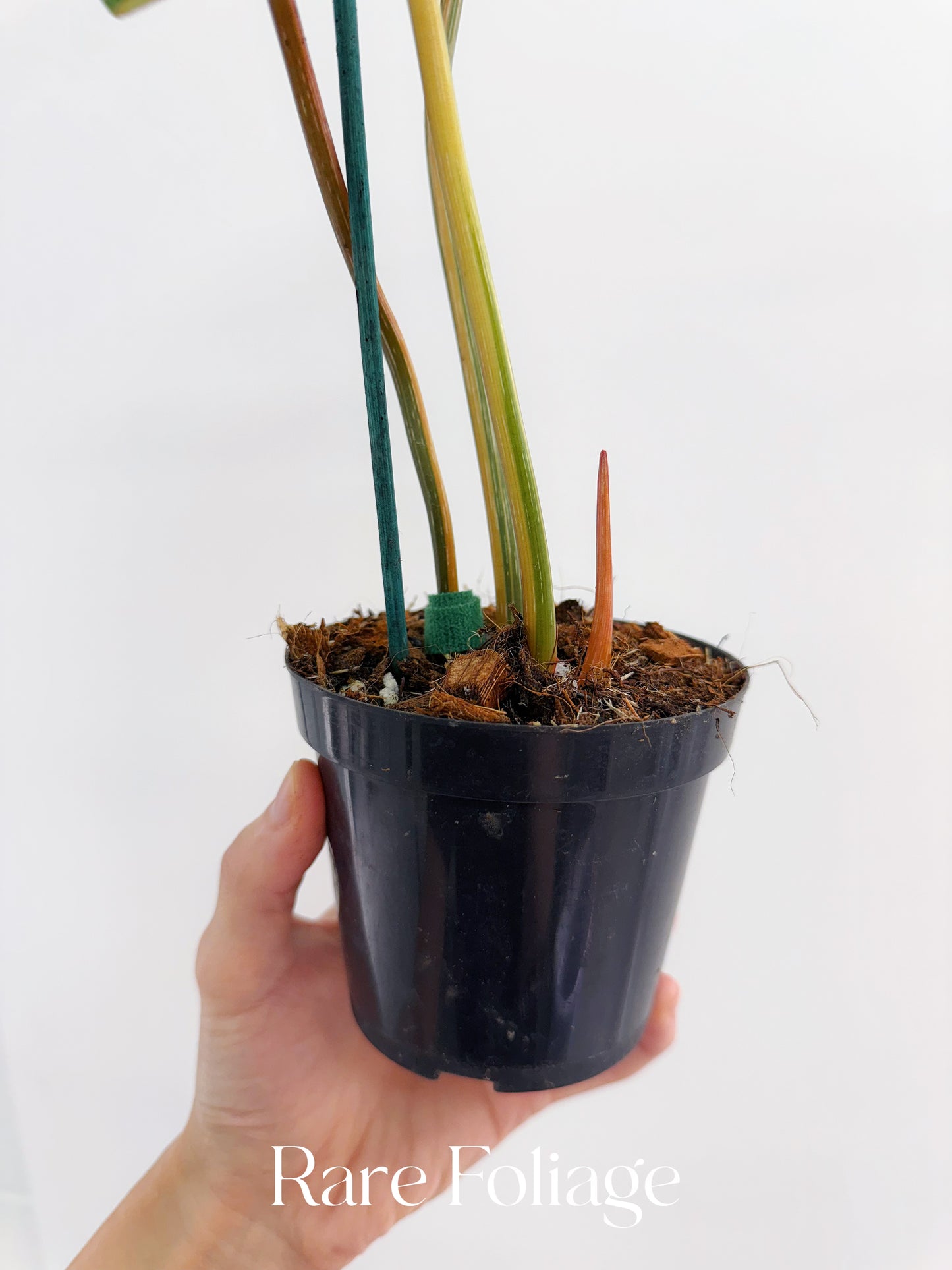 Philodendron Gloriosum Variegated 4" Exact Plant