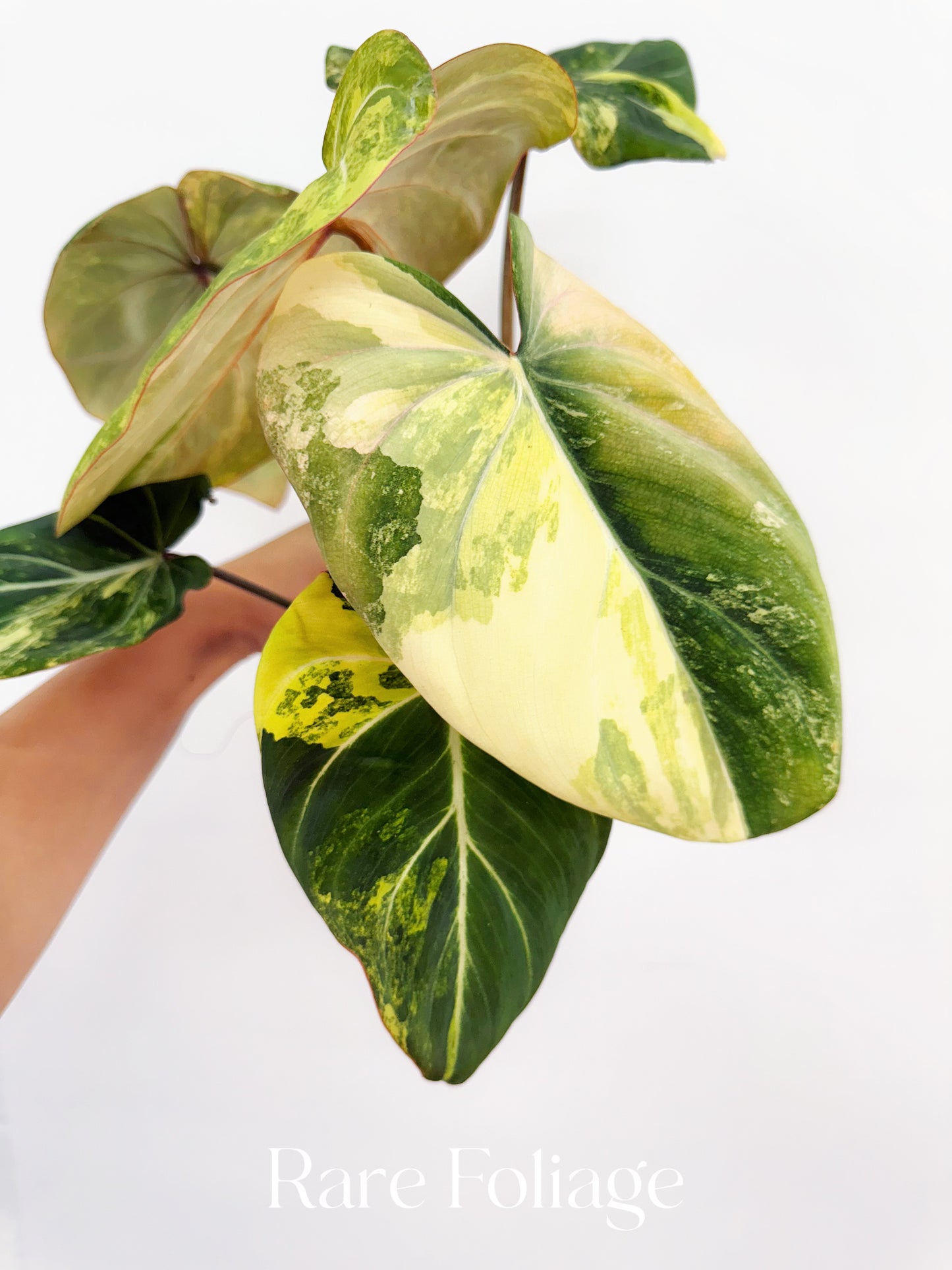 Philodendron Gloriosum Variegated 4" Exact Plant