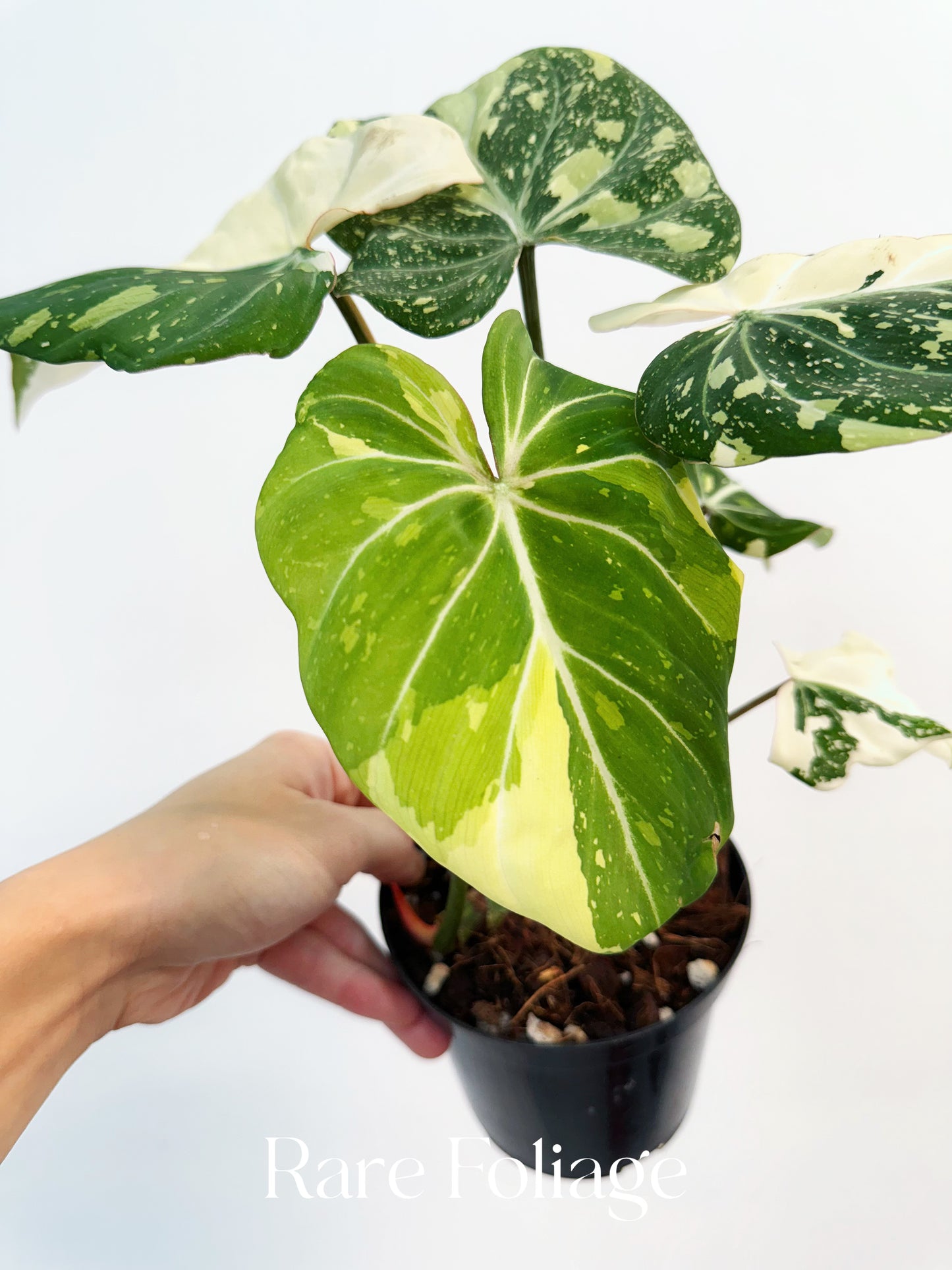 Philodendron Gloriosum Variegated 4" Exact Plant
