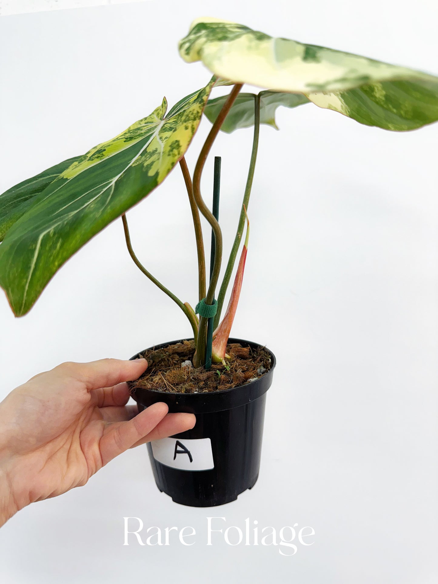 Philodendron Gloriosum Variegated 4"