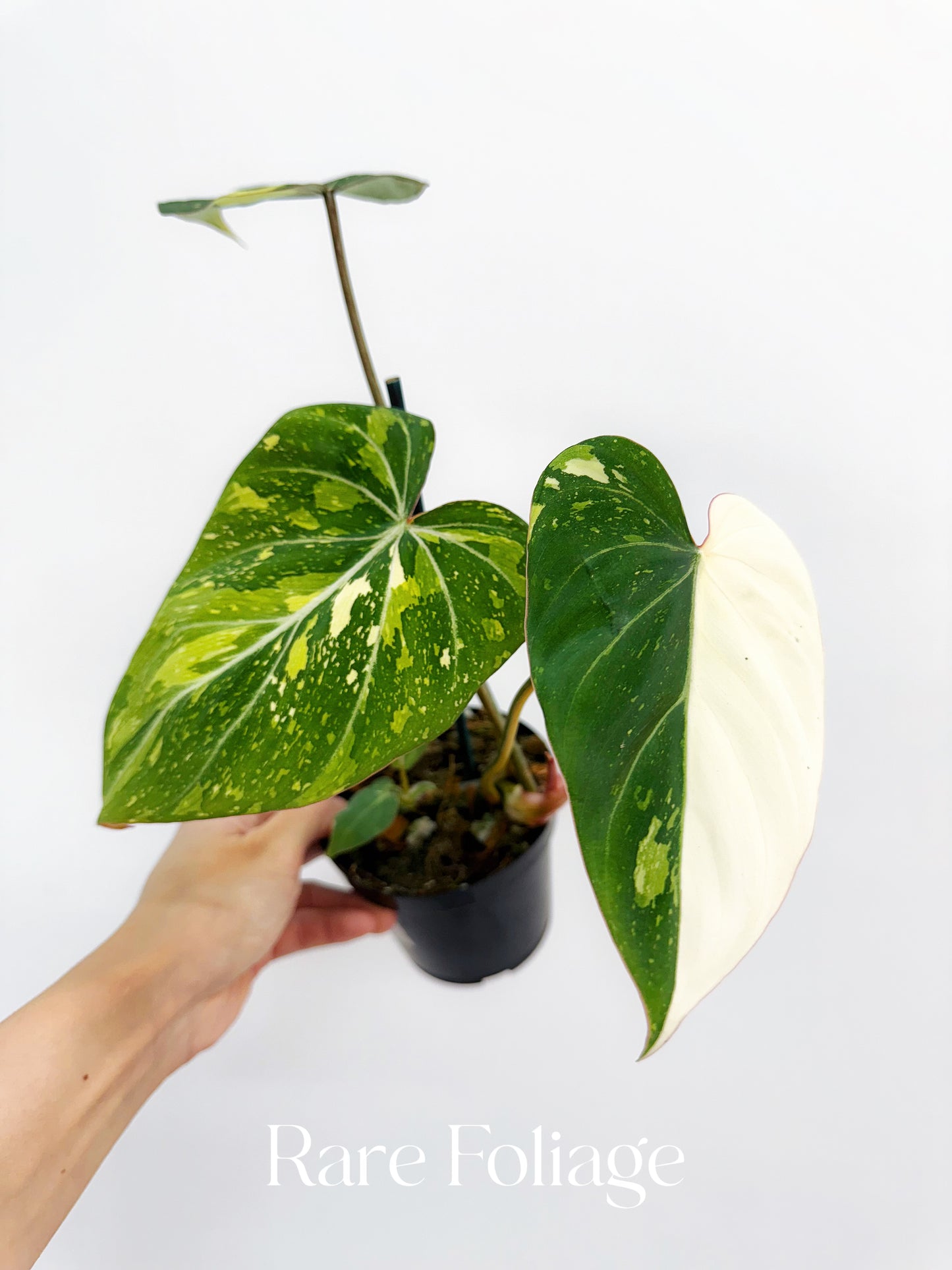 Philodendron Gloriosum Variegated 4"