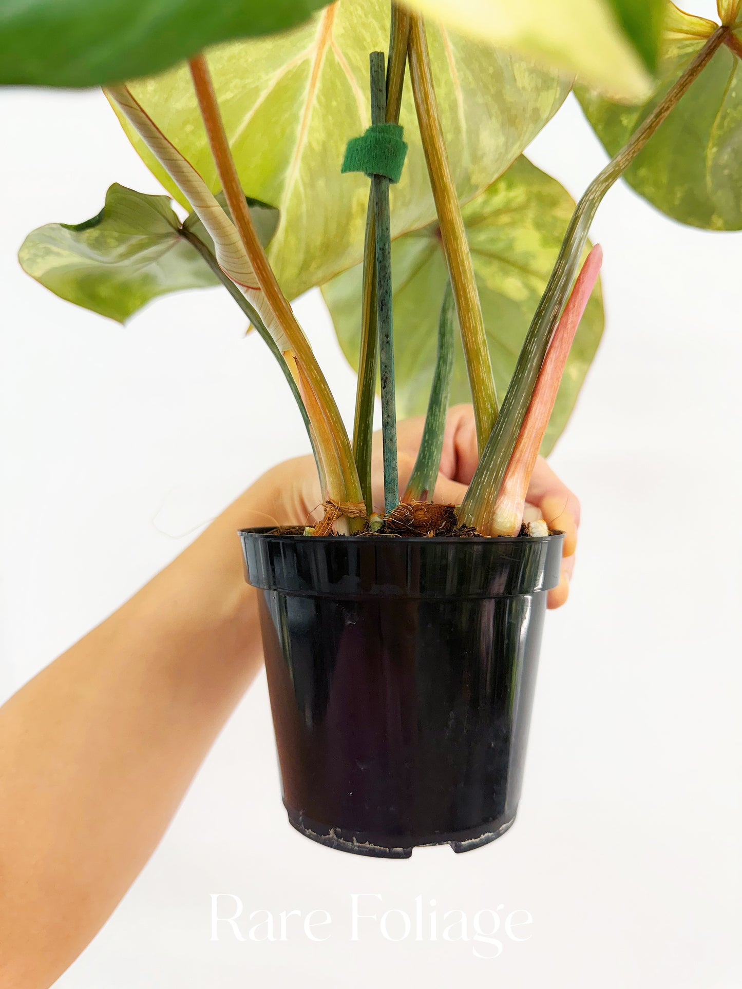 Philodendron Gloriosum Variegated 4" Exact Plant