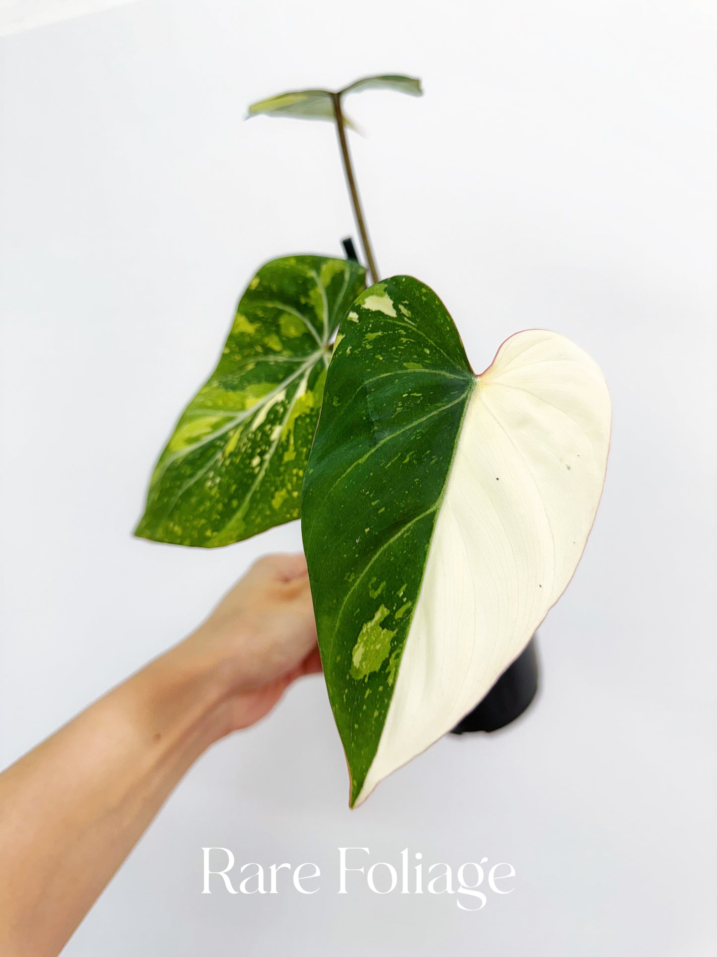 Philodendron Gloriosum Variegated 4"