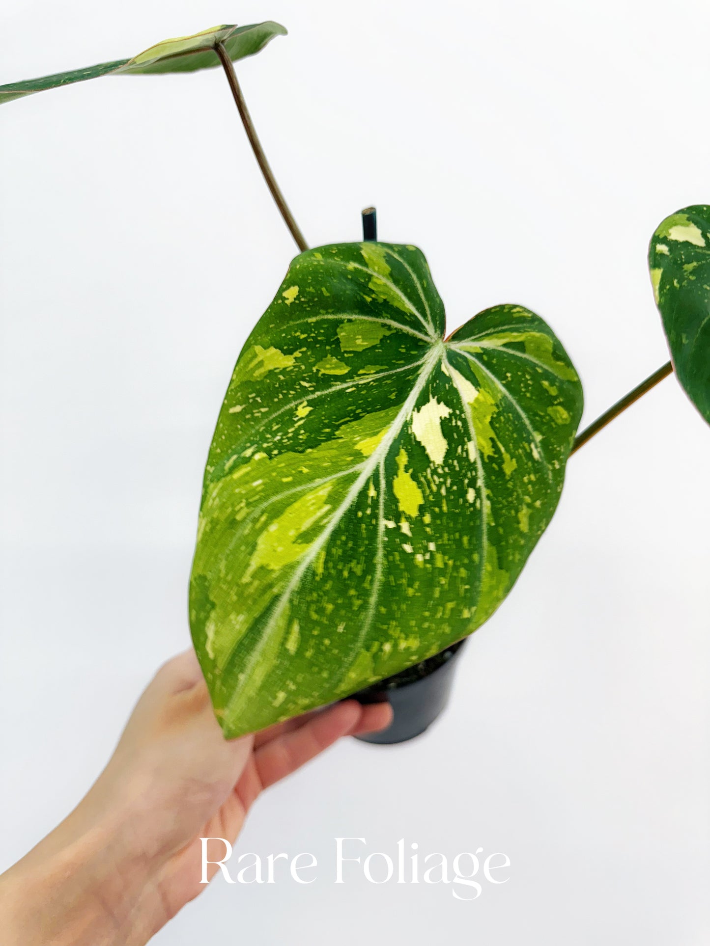 Philodendron Gloriosum Variegated 4"