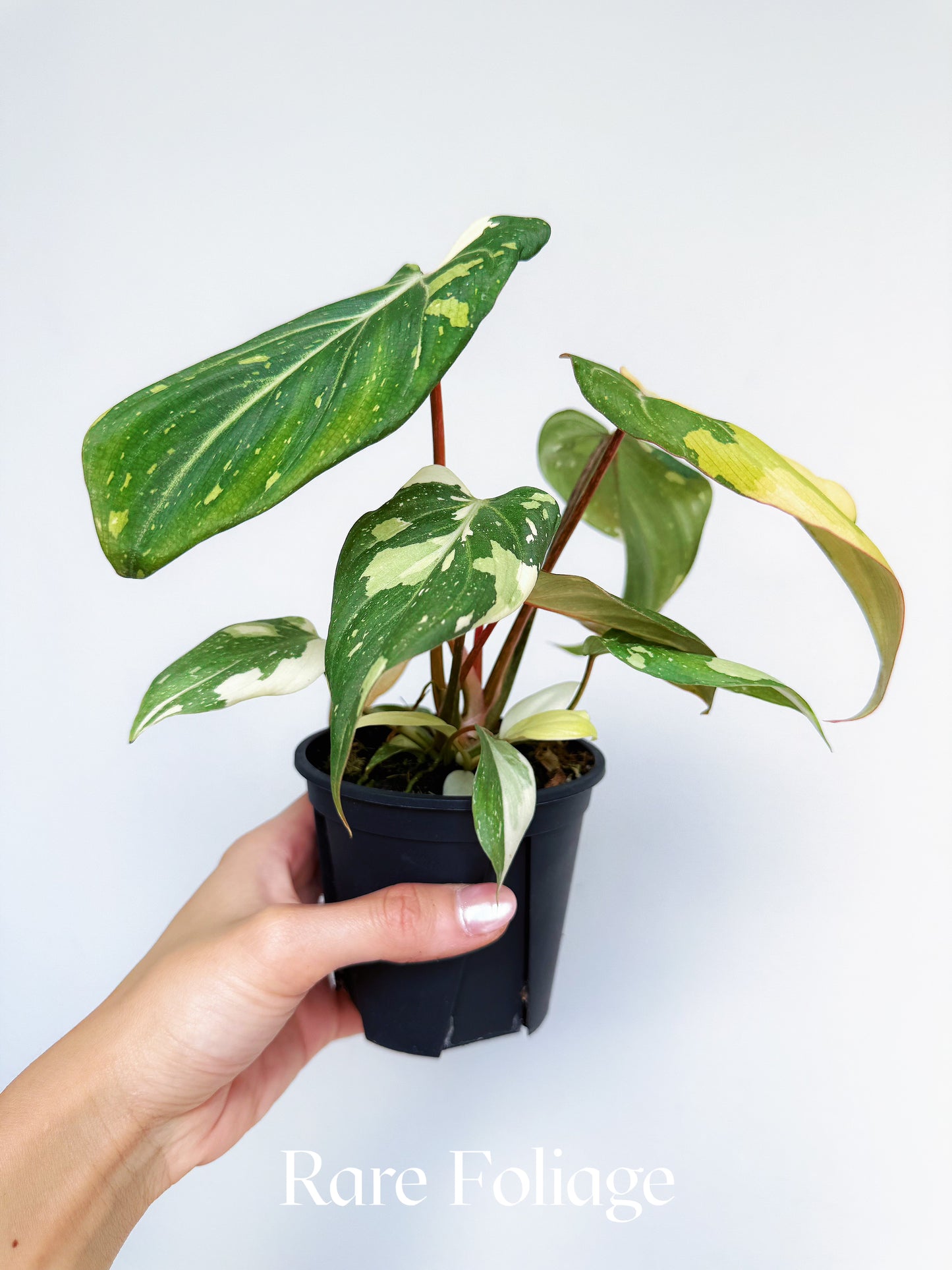 Philodendron Gloriosum Variegated 4"