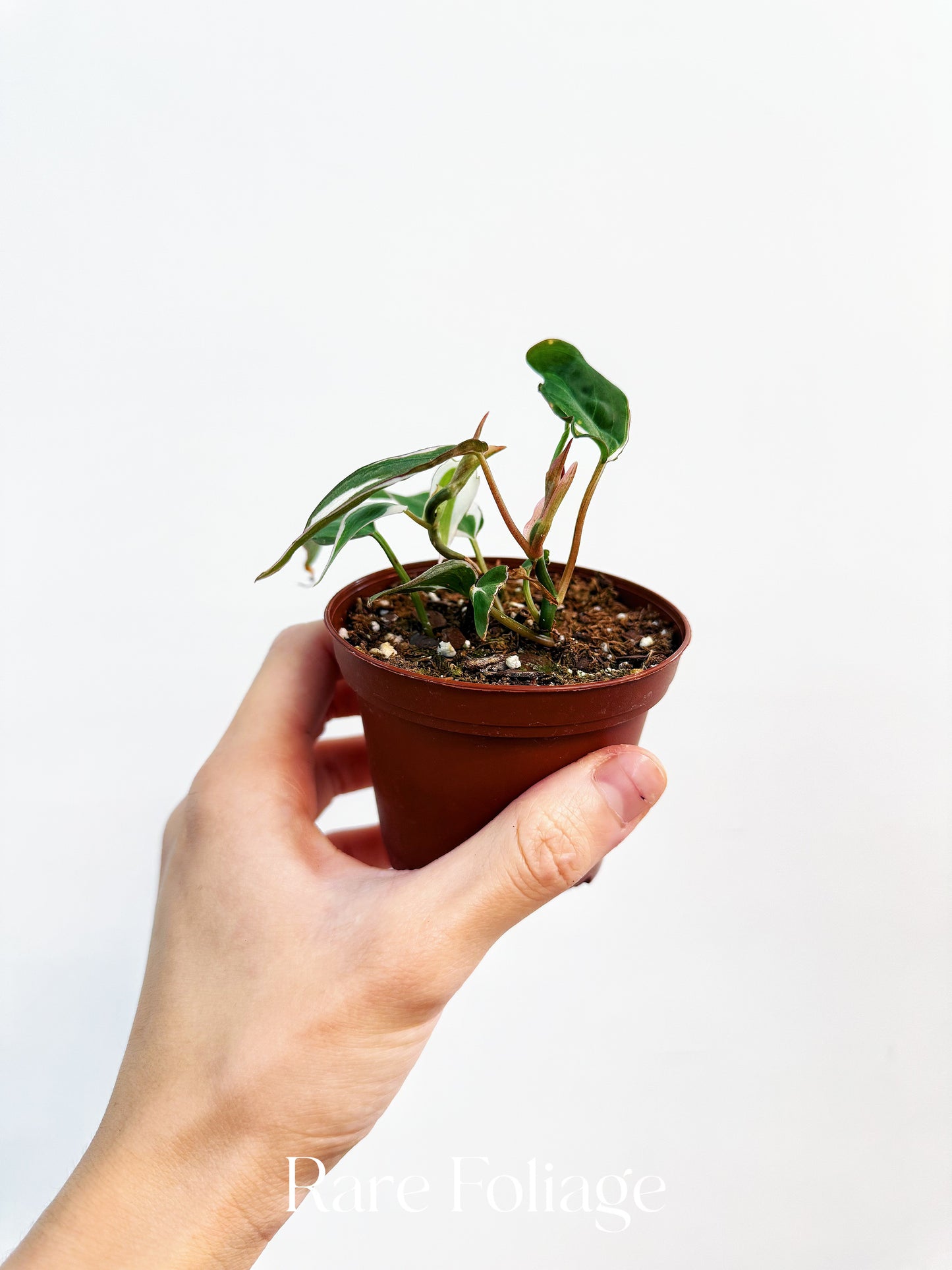 Philodendron Halo Micans Variegated 3” Plant