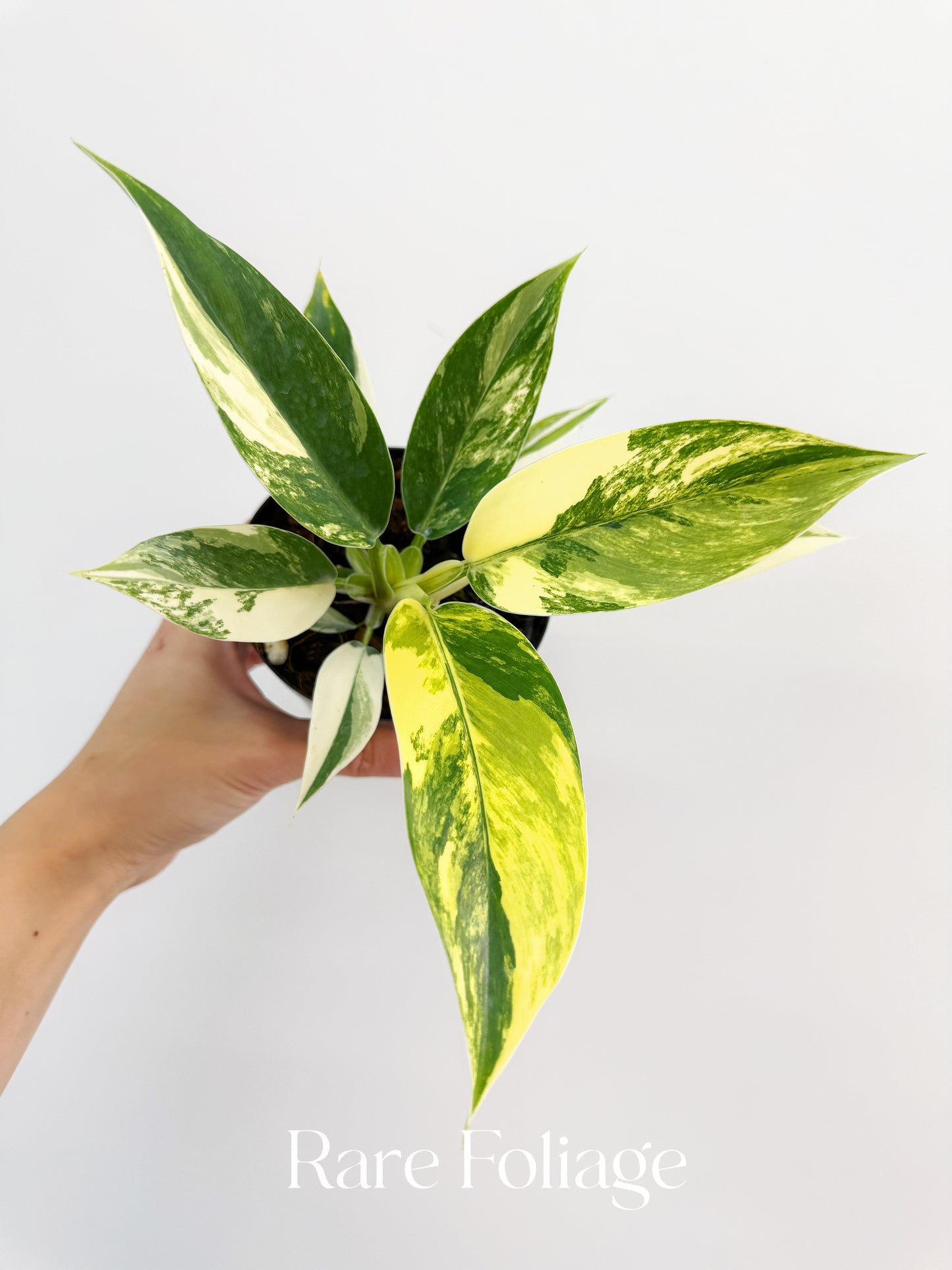 Philodendron Imperial Green Variegated 4”