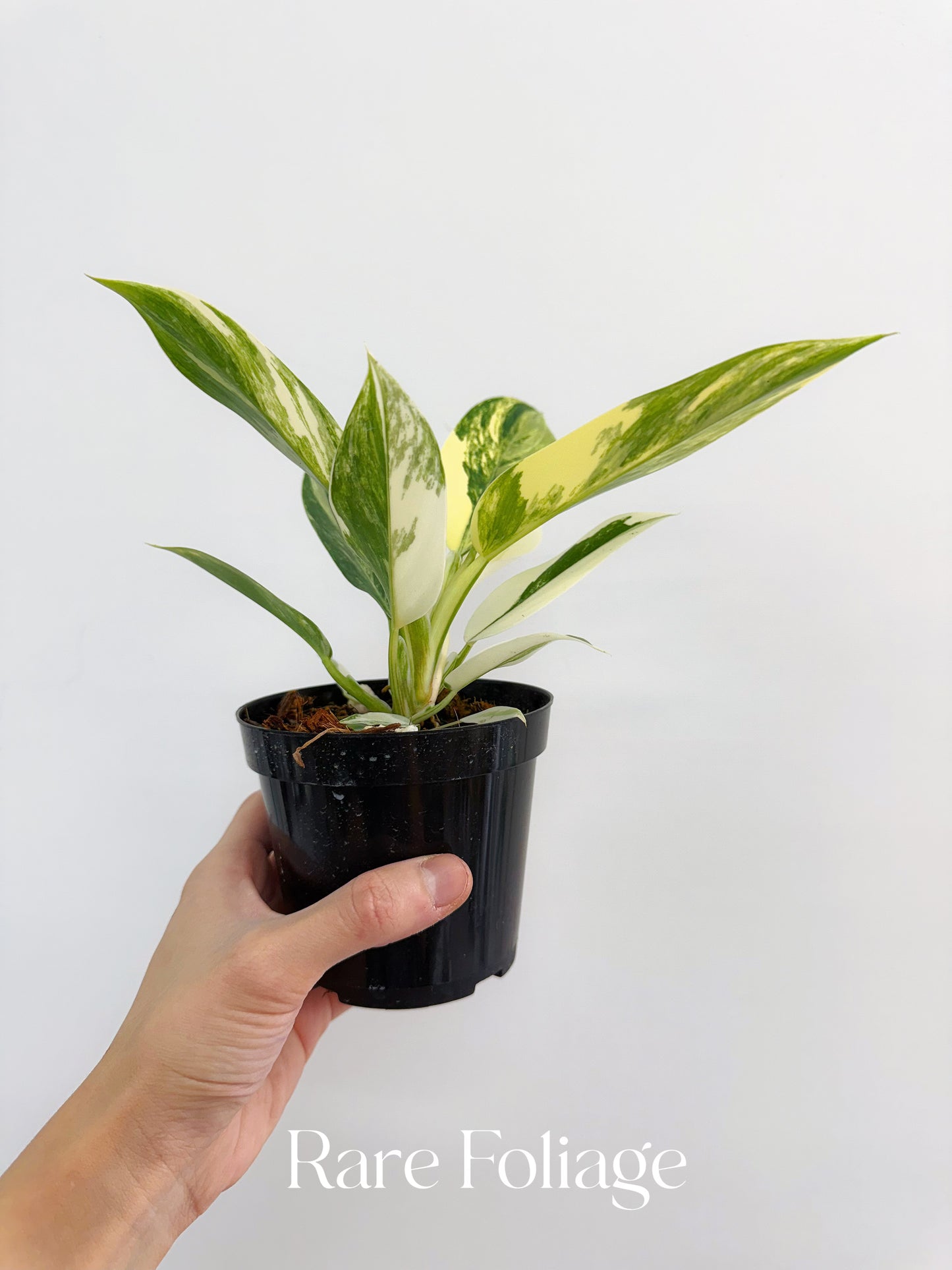Philodendron Imperial Green Variegated 4”