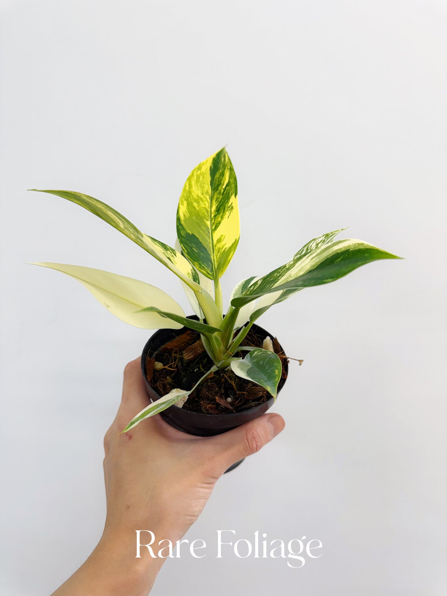 Philodendron Imperial Green Variegated 4”