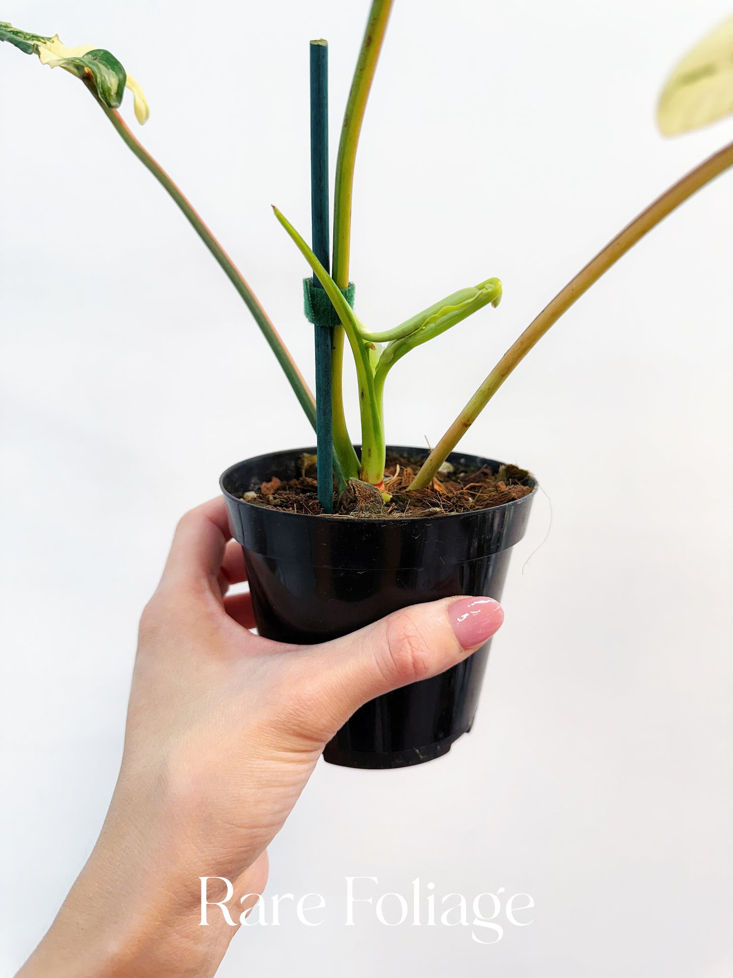 Collector’s Plant Philodendron Joepii Variegated 4” Exact Plant