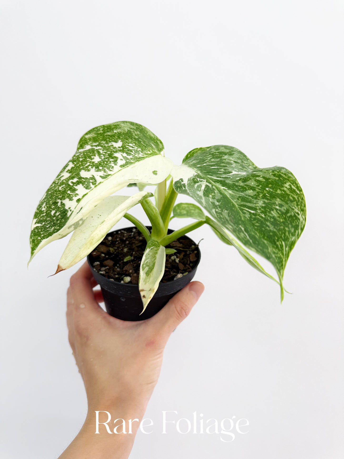 Philodendron Jose Buono Highly Variegated 4”