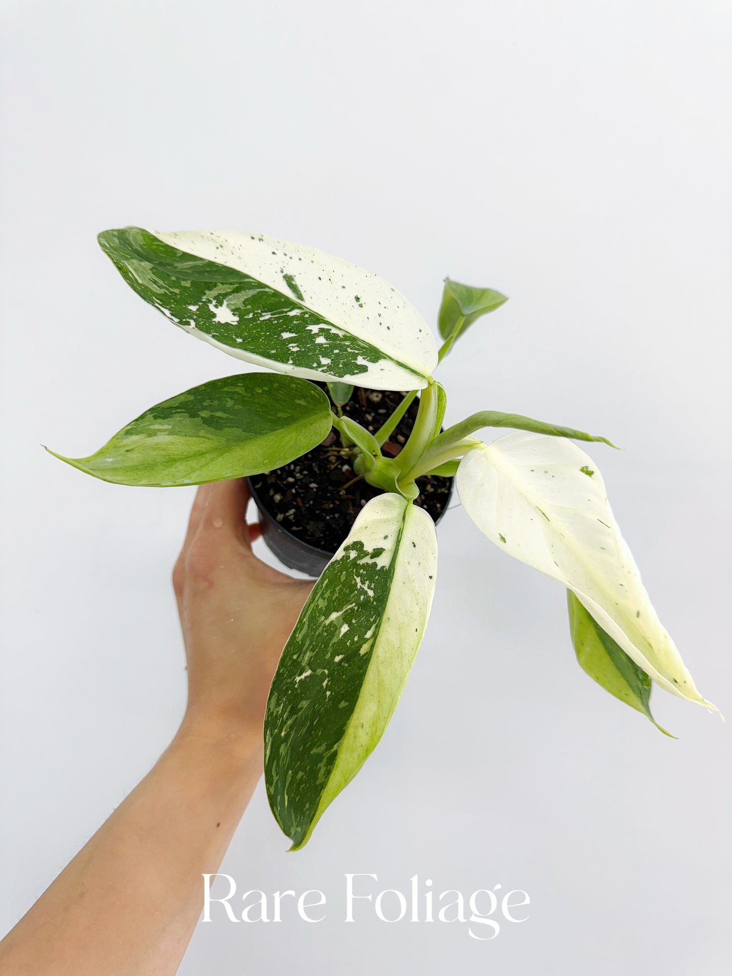 Philodendron Jose Buono Highly Variegated 4”