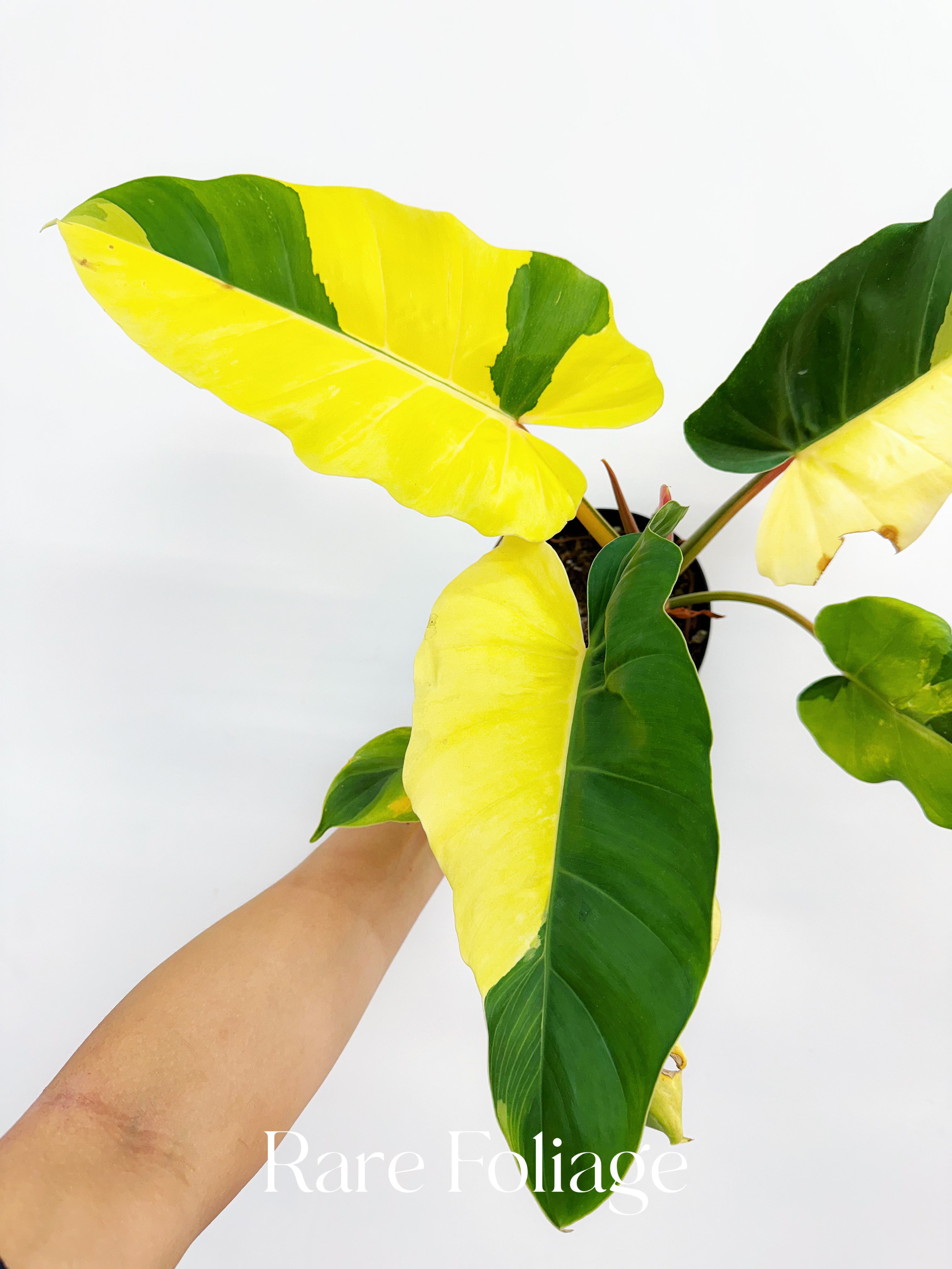 Philodendron Jungle Fever Variegated 6” Exact Plant – Rare Philodendron Jungle Fever Variegated 6” Exact Plant – Rare