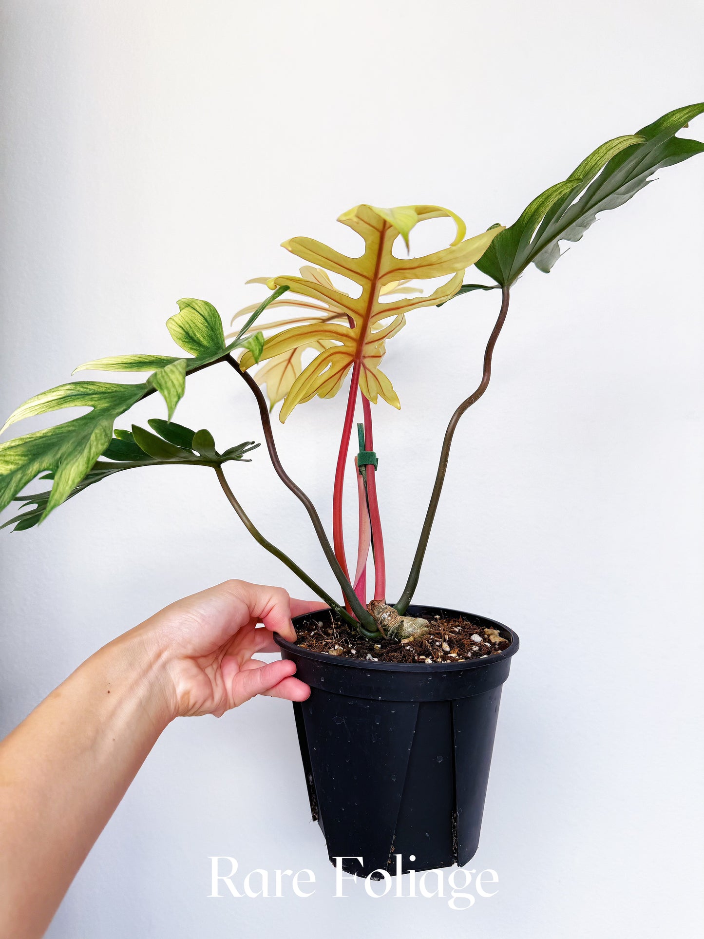 Philodendron Mayoi Variegated 6"