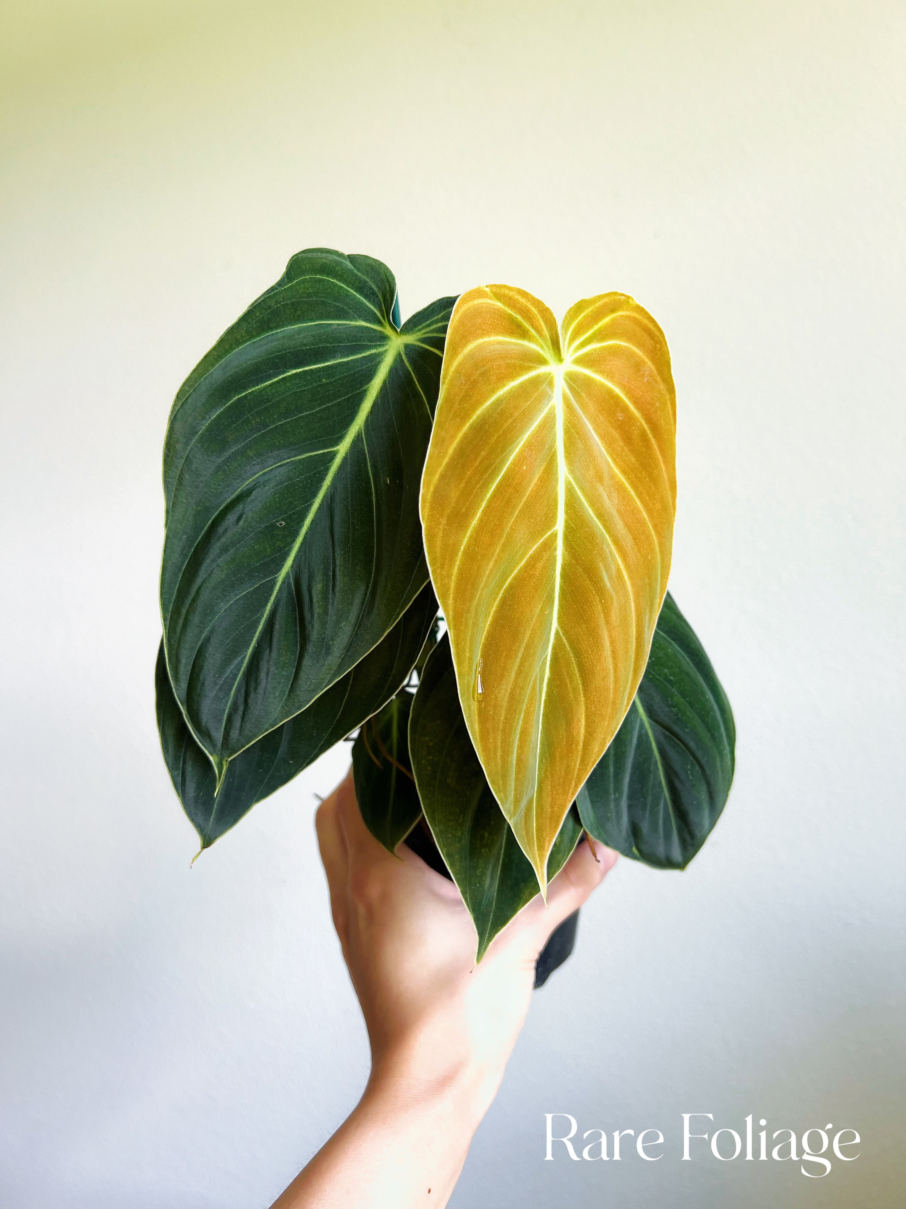 is philodendron melanochrysum rare Philodendron Melanochrysum 4"