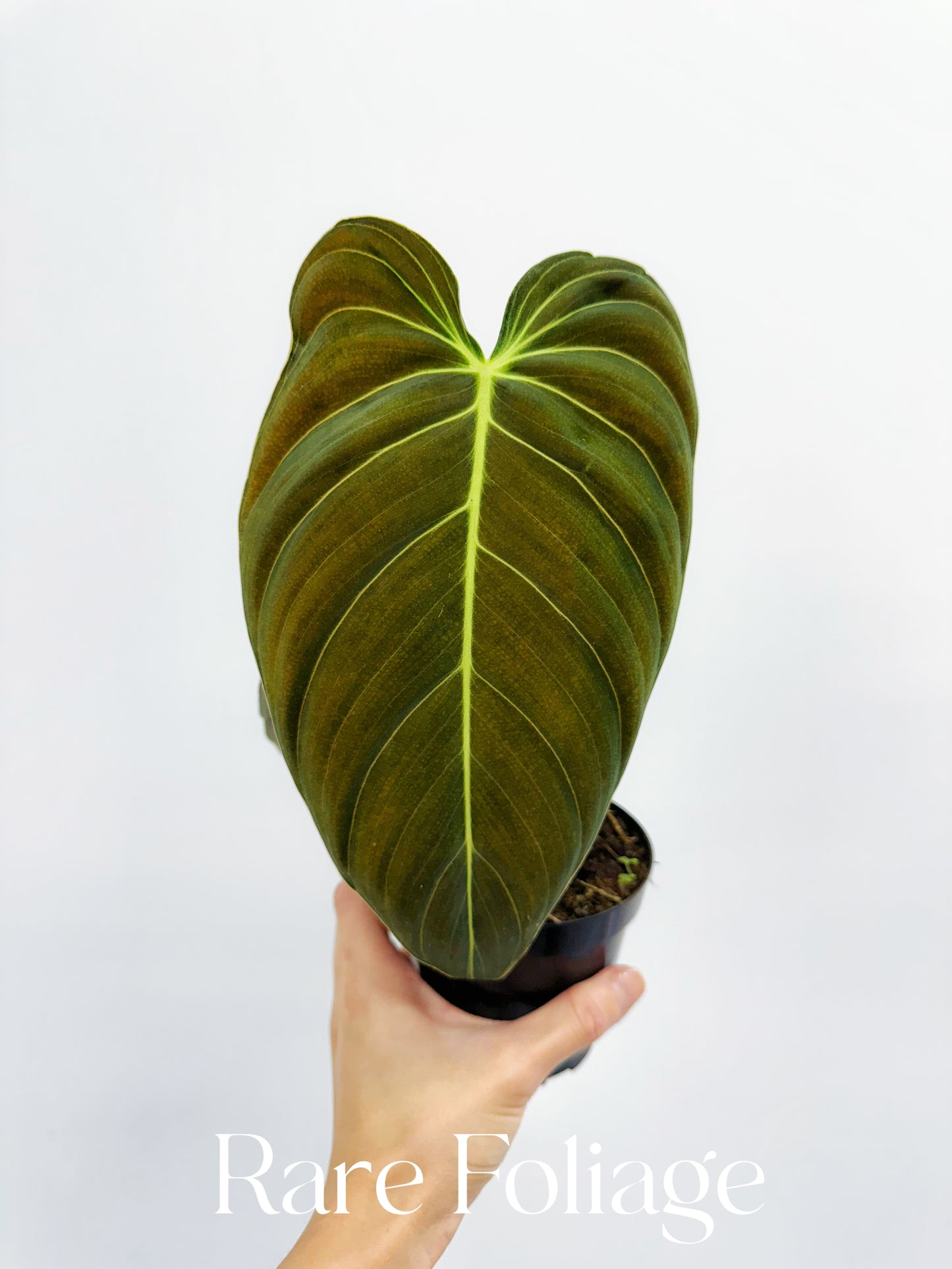 Philodendron Melanochrysum Large 4"