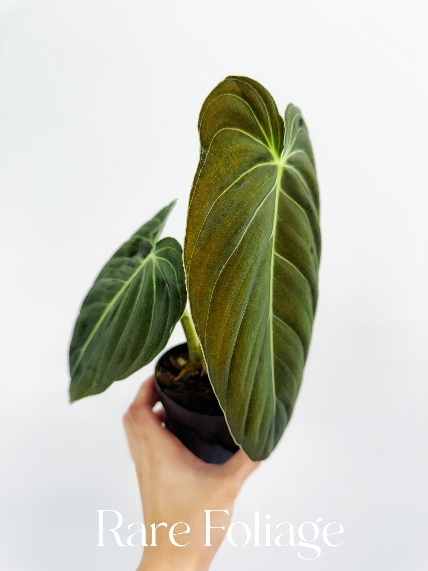 Philodendron Melanochrysum Large 4"