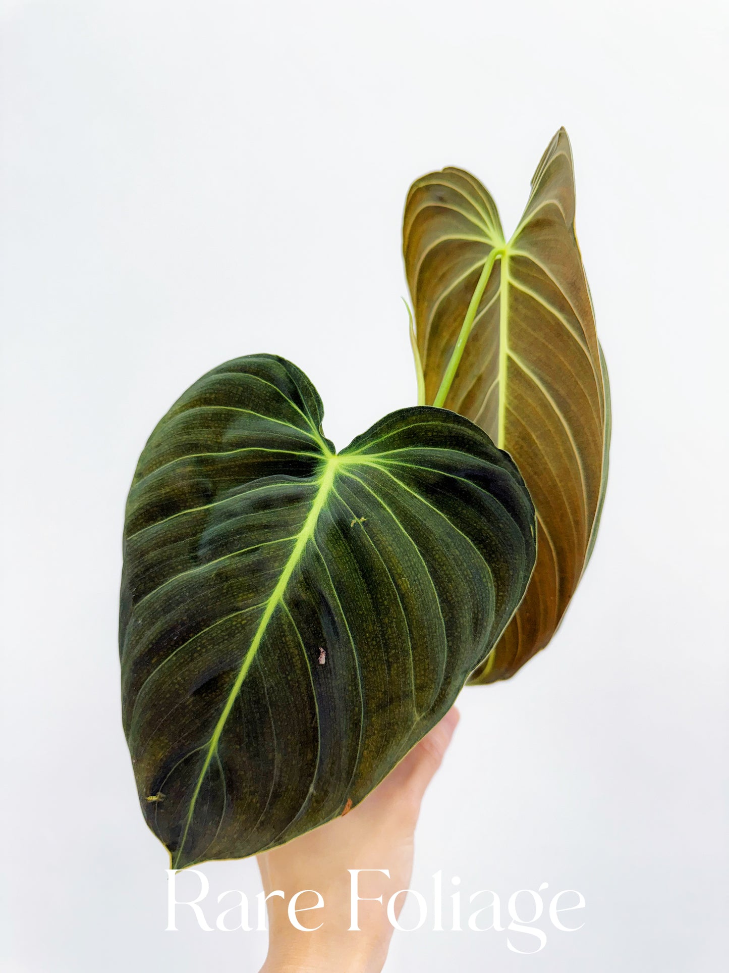 Philodendron Melanochrysum Large 4"