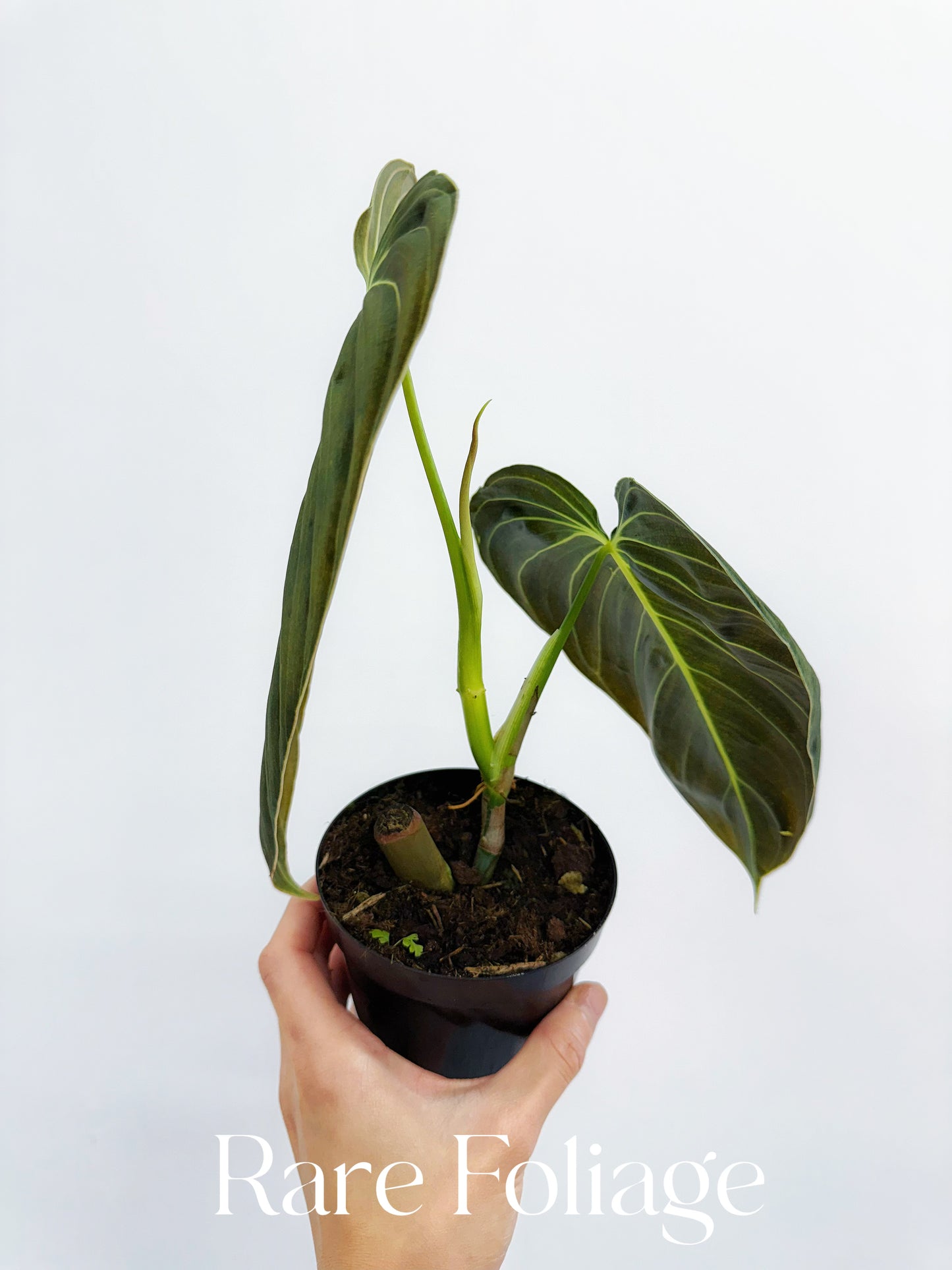 Philodendron Melanochrysum Large 4"