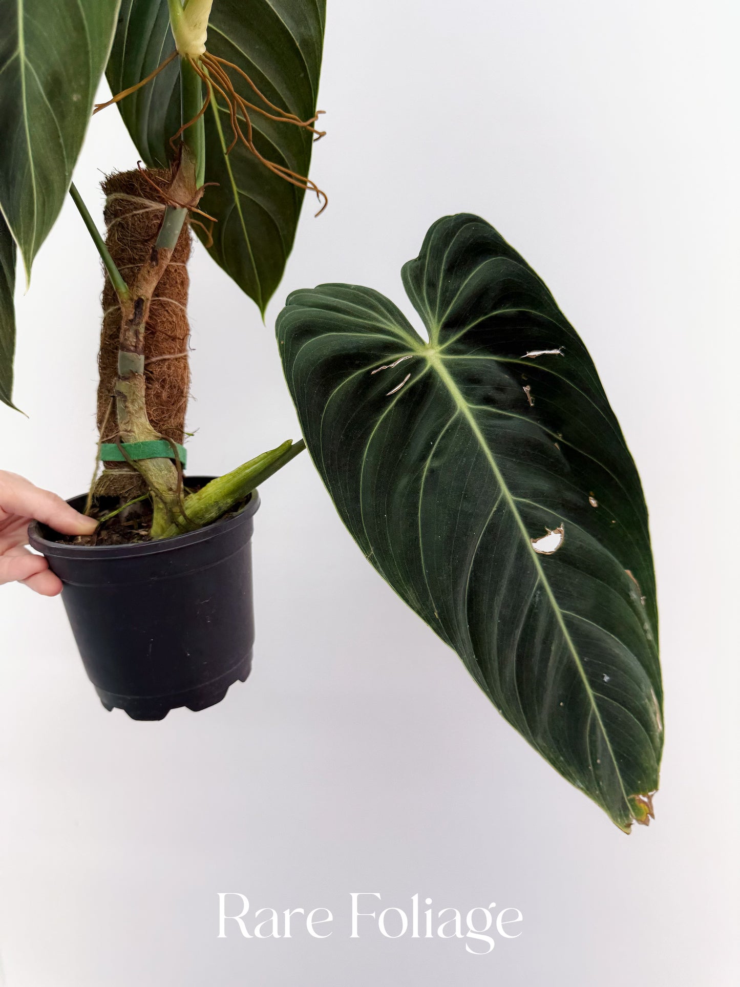 Philodendron Melanochrysum Mature 5” Exact Plant