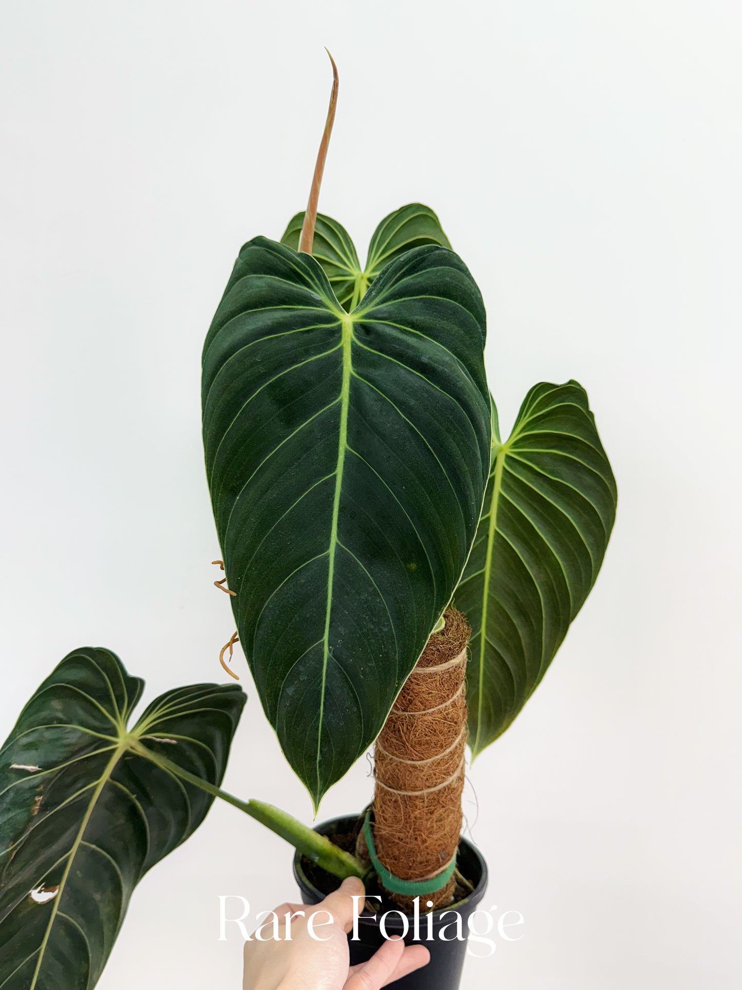 Philodendron Melanochrysum Mature 5” Exact Plant