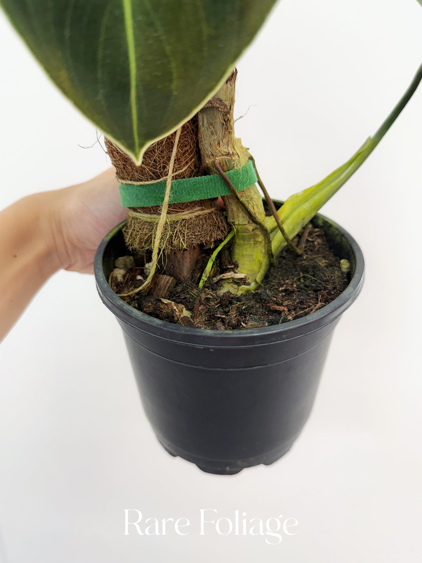 Philodendron Melanochrysum Mature 5” Exact Plant