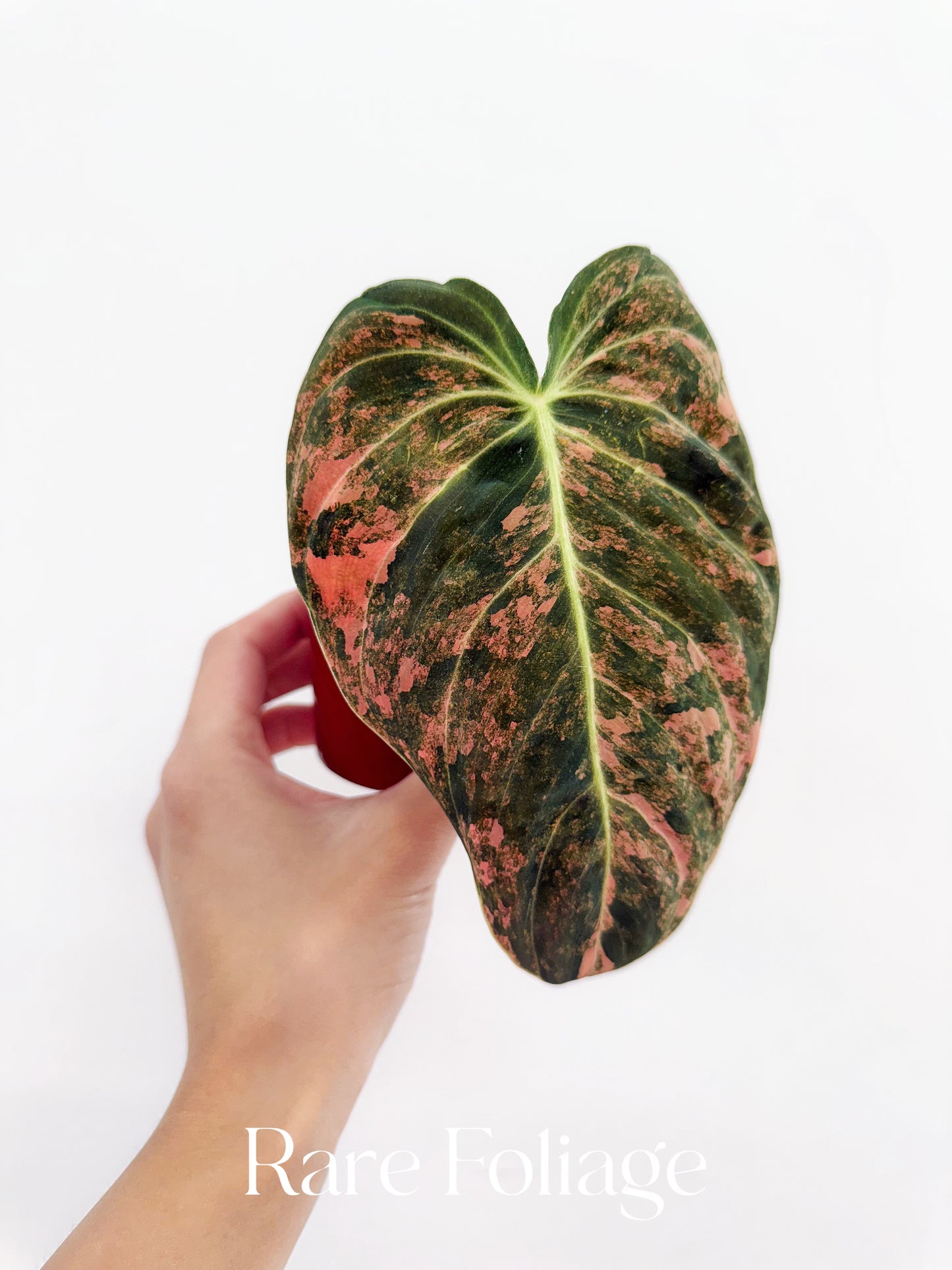 Philodendron Melanochrysum Orange 3” Exact Plant