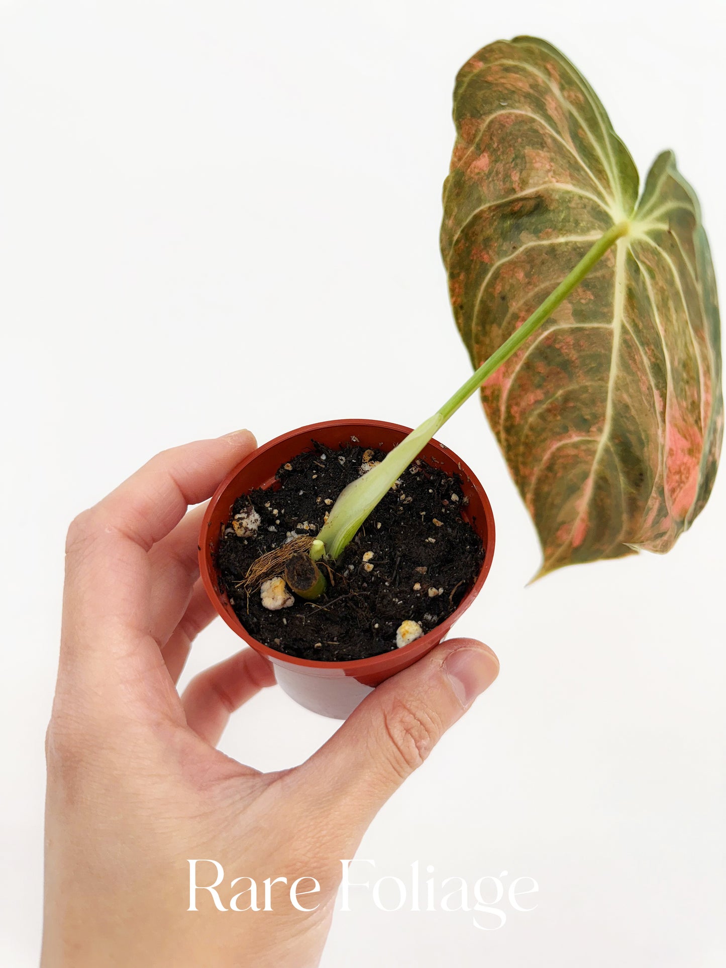 Philodendron Melanochrysum Orange 3” Exact Plant