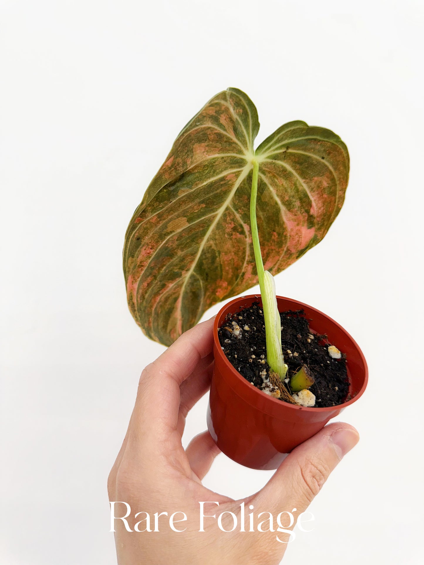 Philodendron Melanochrysum Orange 3” Exact Plant