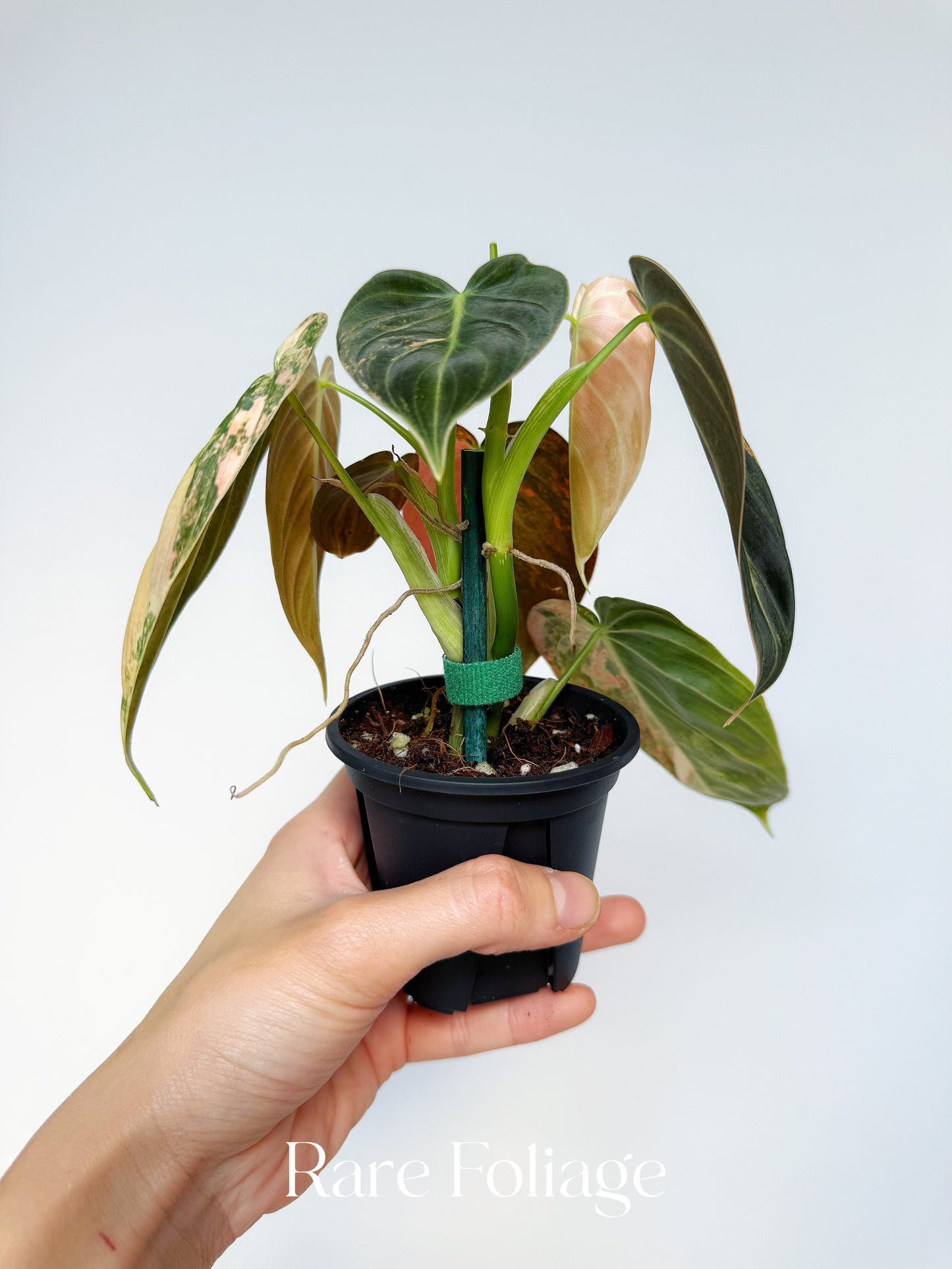 Philodendron Melanochrysum Orange 3” Exact Plant (2 plants inside)