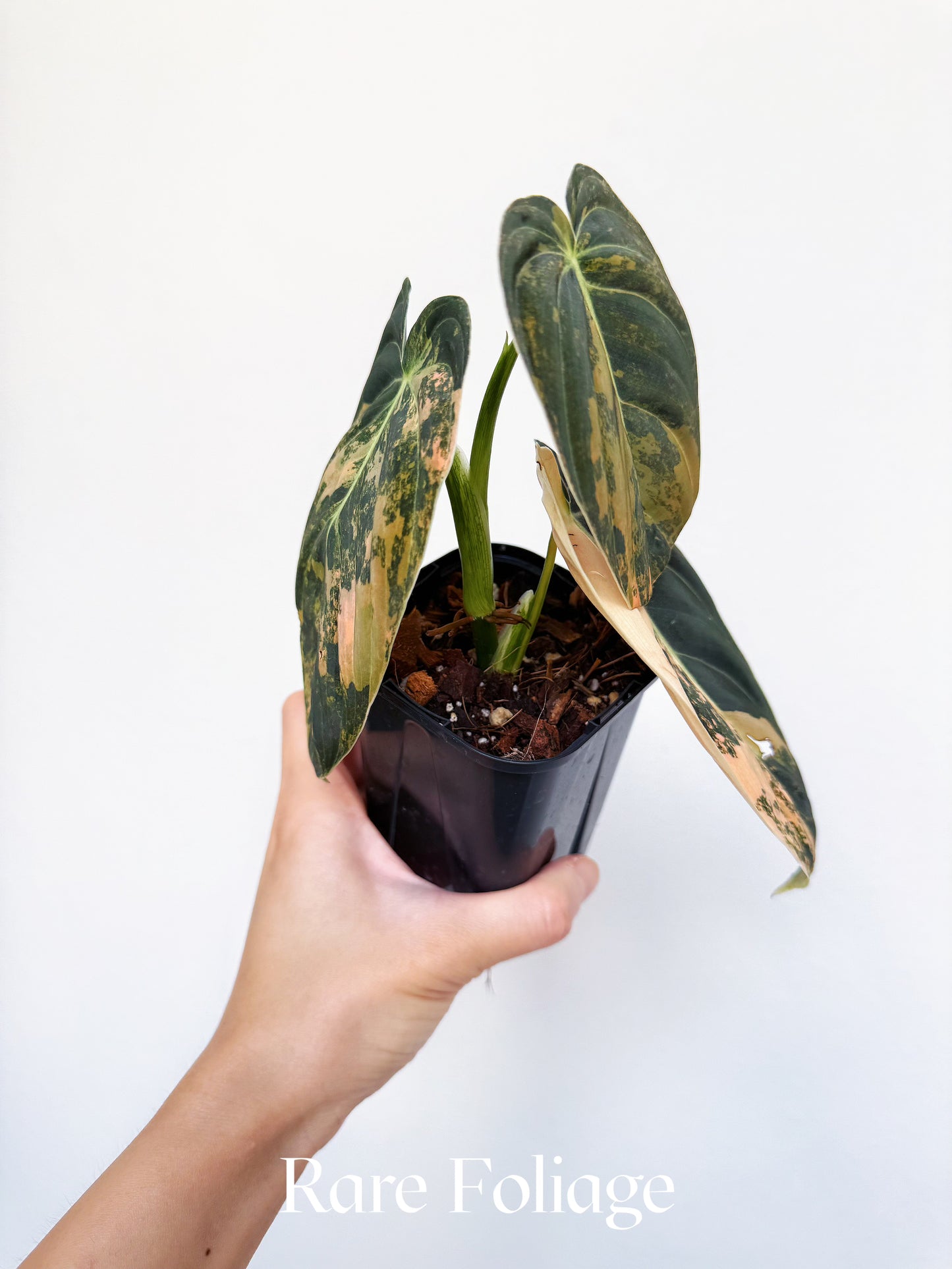 Philodendron Melanochrysum Orange Variegated 3" Exact Plant