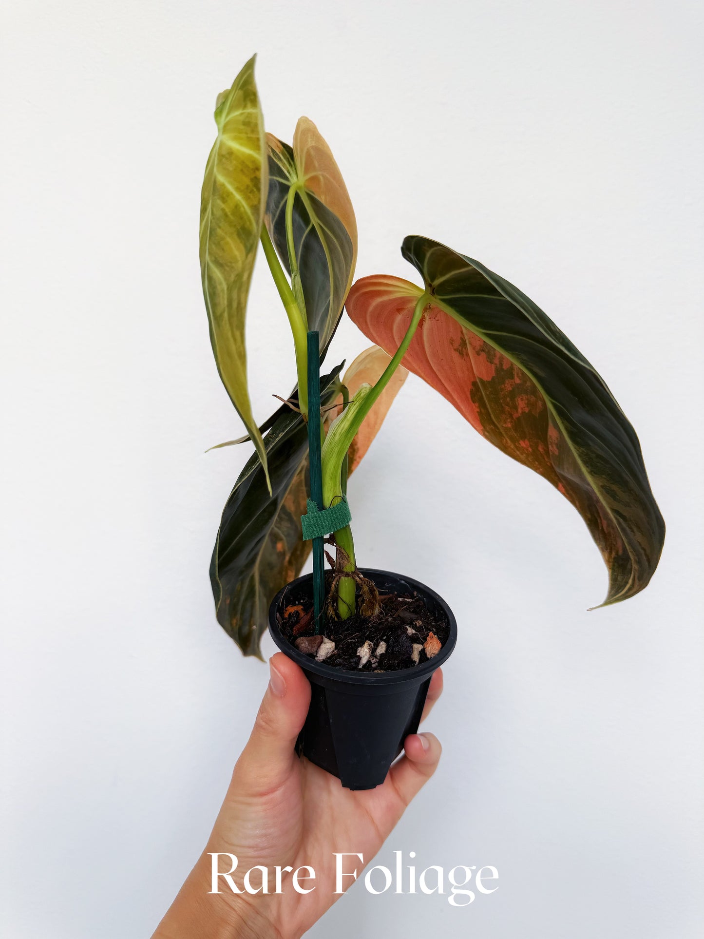 Philodendron Melanochrysum Orange Variegated 3” Exact Plant