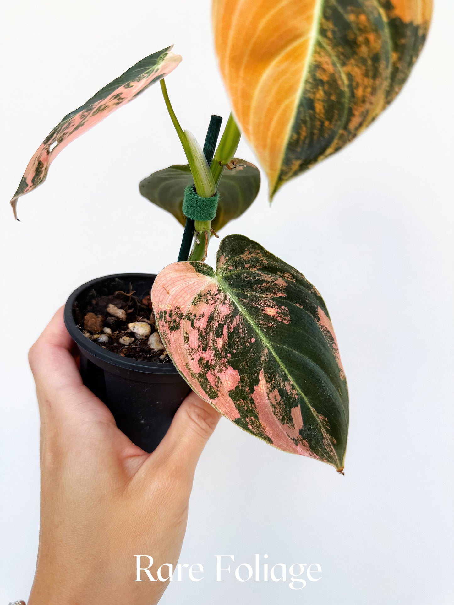 Philodendron Melanochrysum Orange 3” Exact Plant