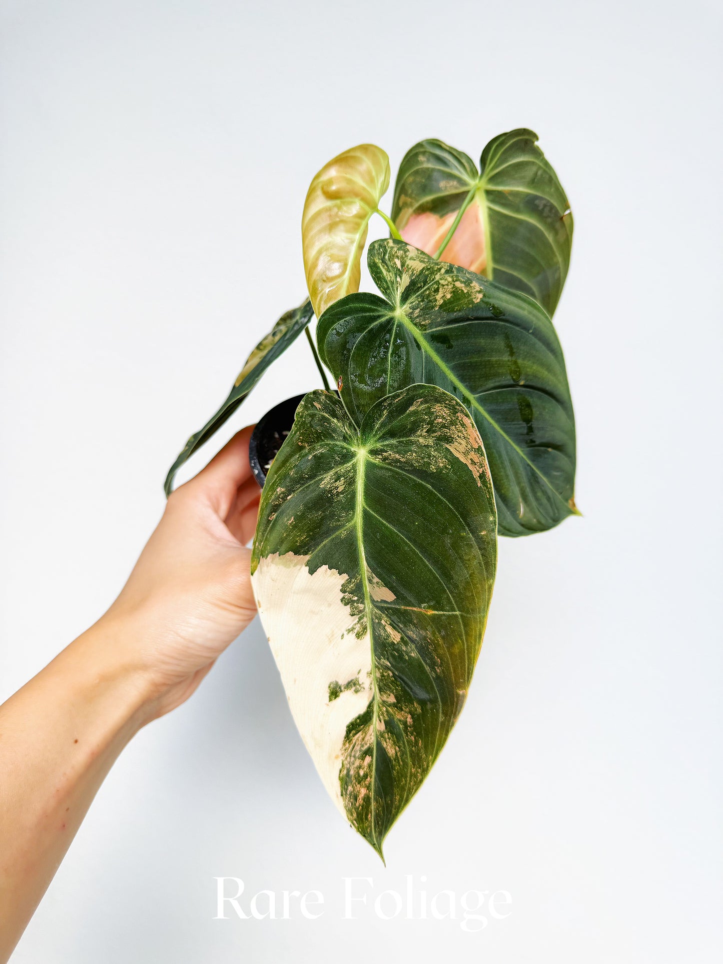 Philodendron Melanochrysum Orange 3” Exact Plant