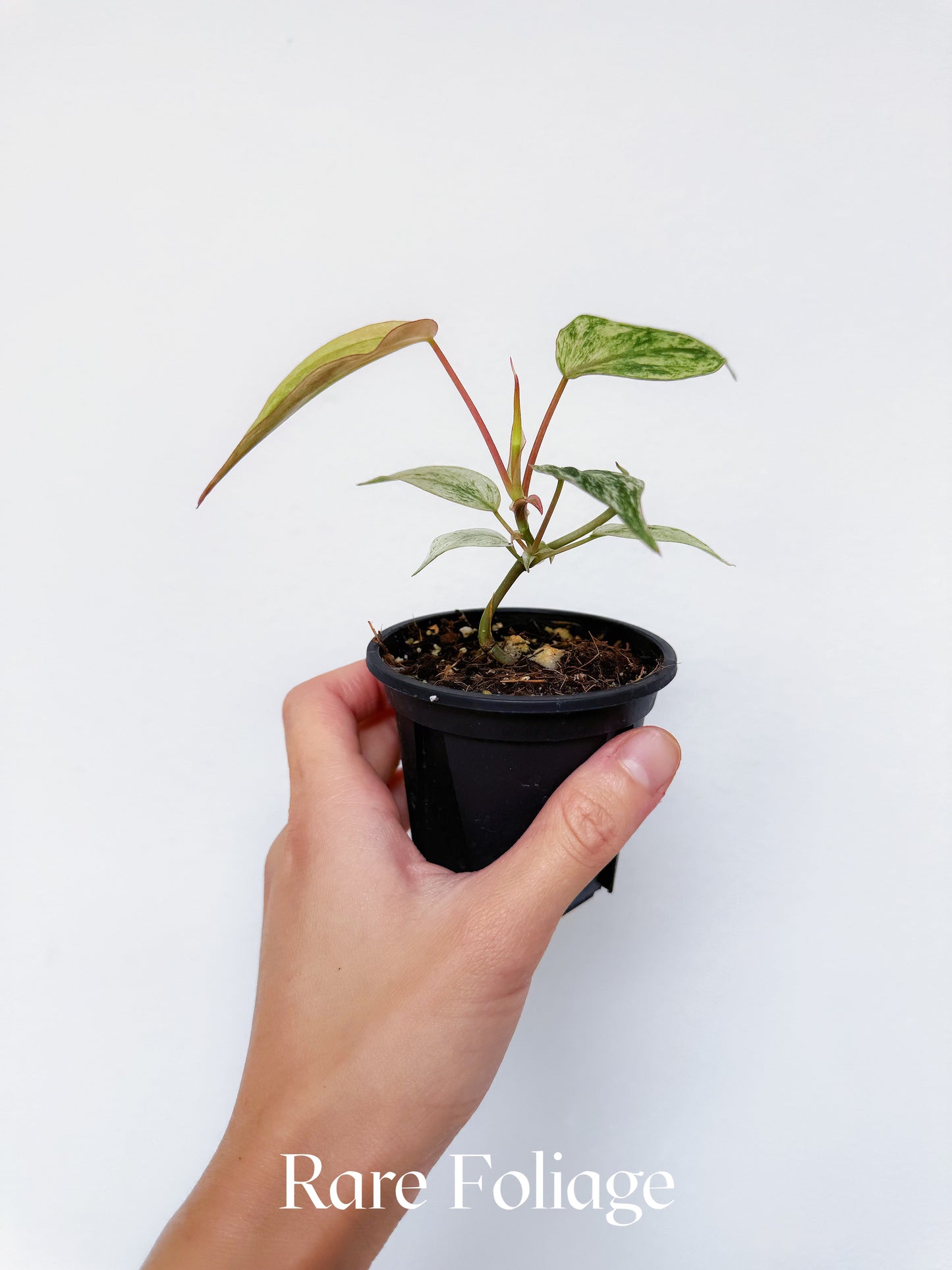 Philodendron Micans Pink Mint 3"