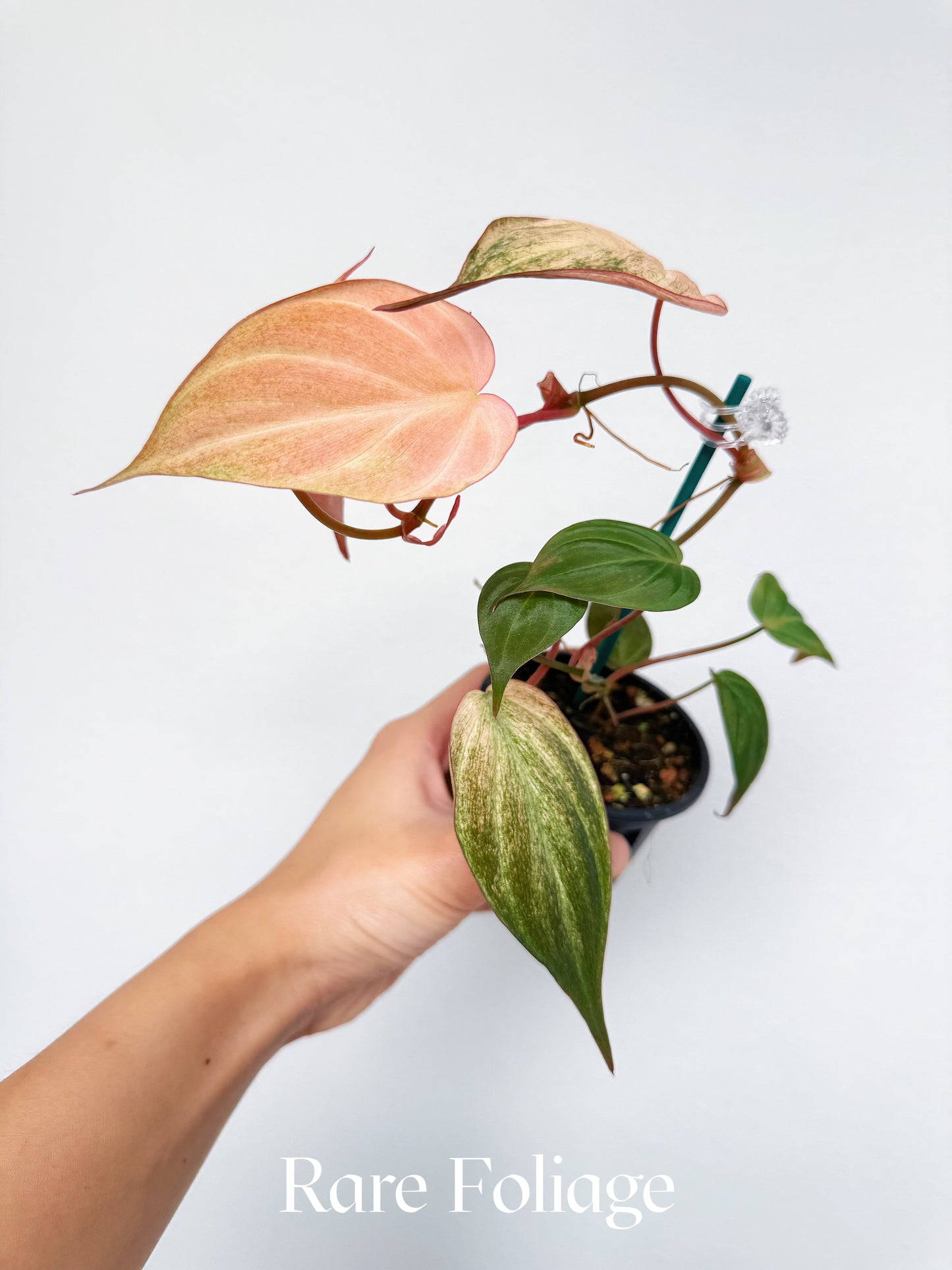 Philodendron Micans Pink Mint 3”