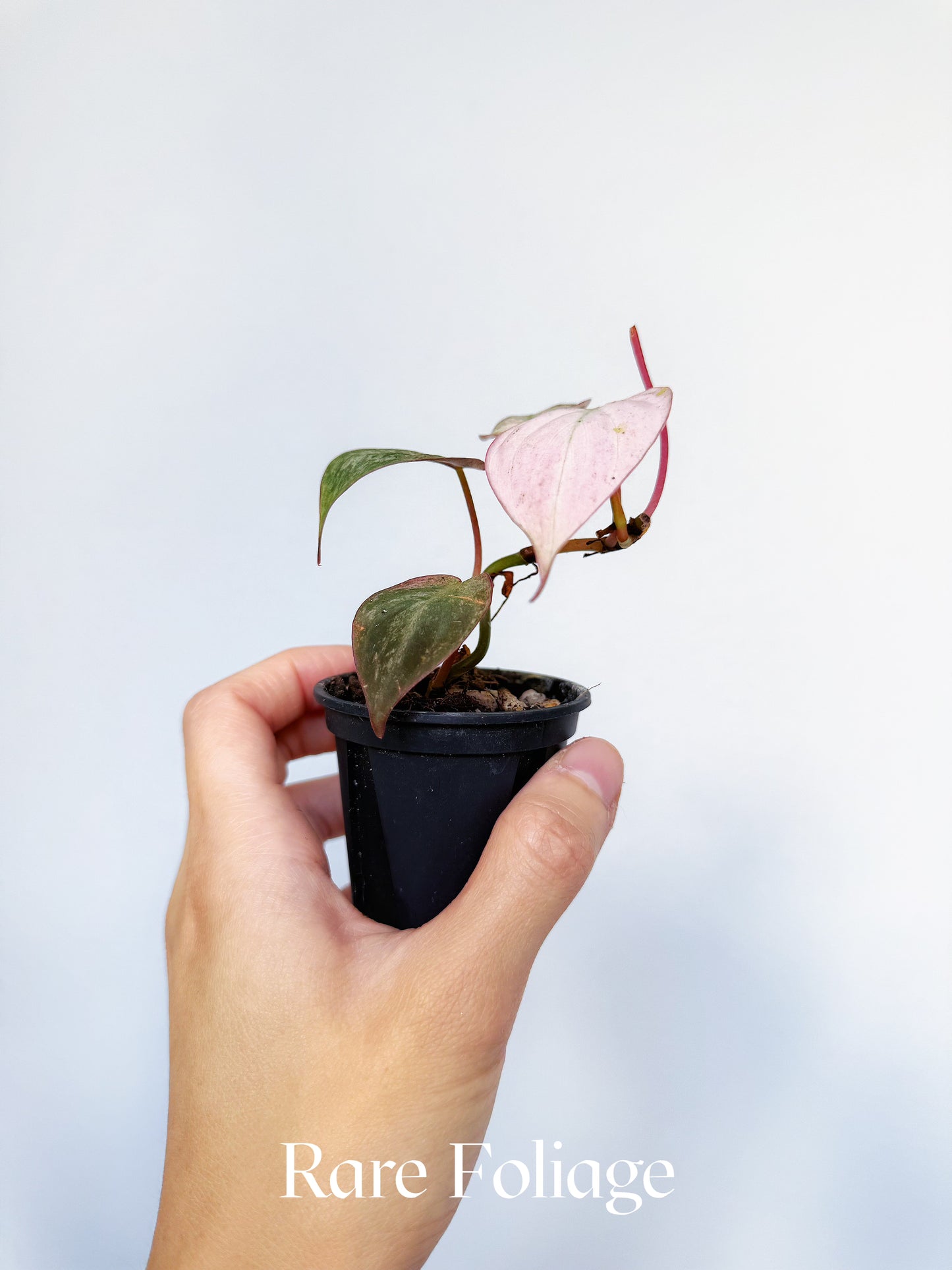 Philodendron Micans Pink Mint 2"